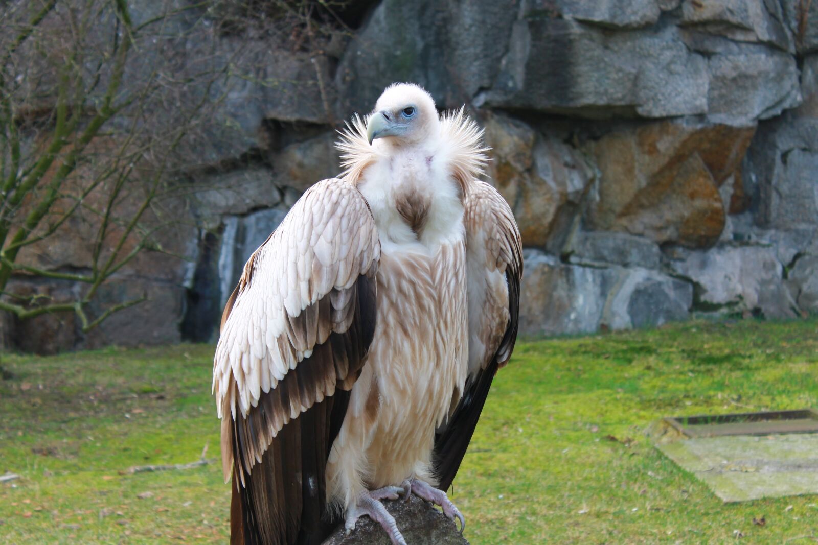 Canon EOS 1100D (EOS Rebel T3 / EOS Kiss X50) sample photo. Vulture, zoo, berlin photography