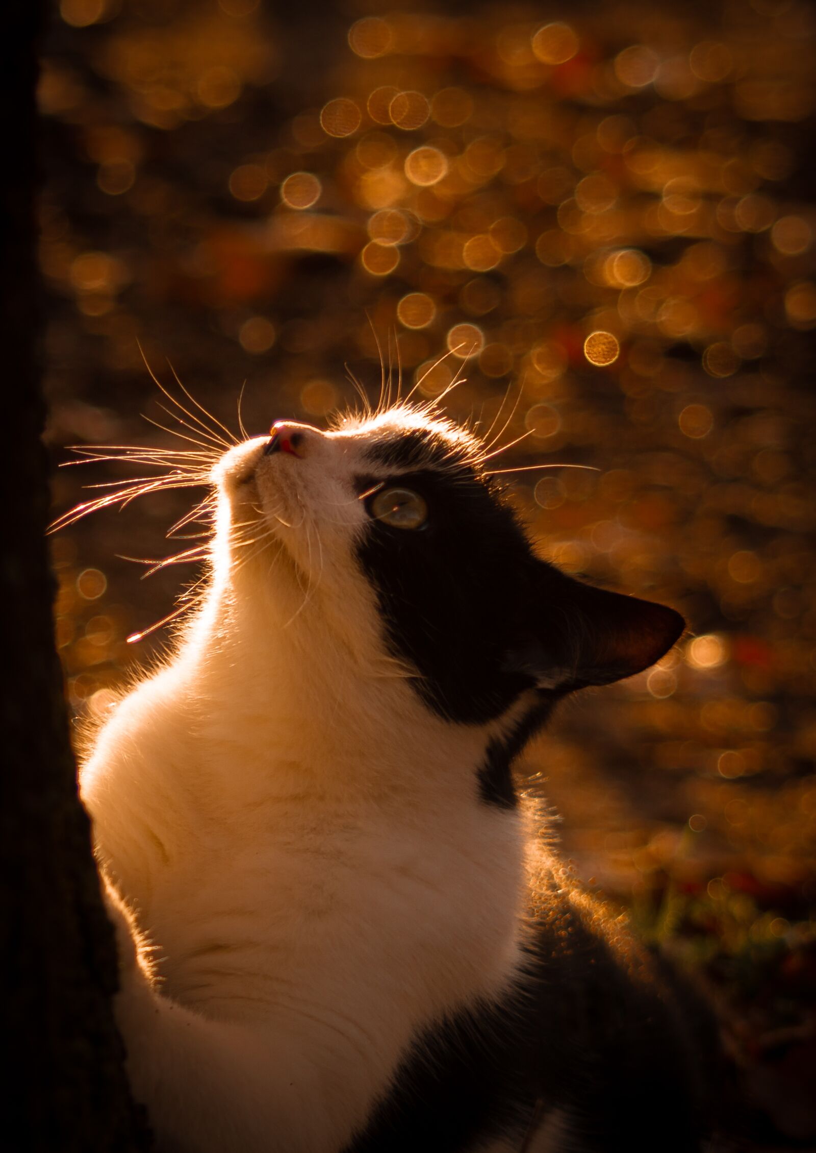 Sony SLT-A58 sample photo. Cat, kitten, cats photography