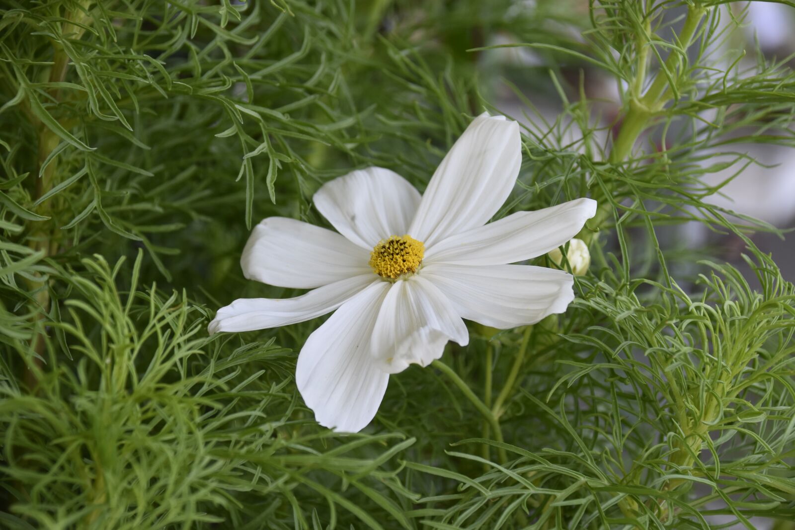 Nikon D5600 sample photo. Flower cosmos, white flower photography