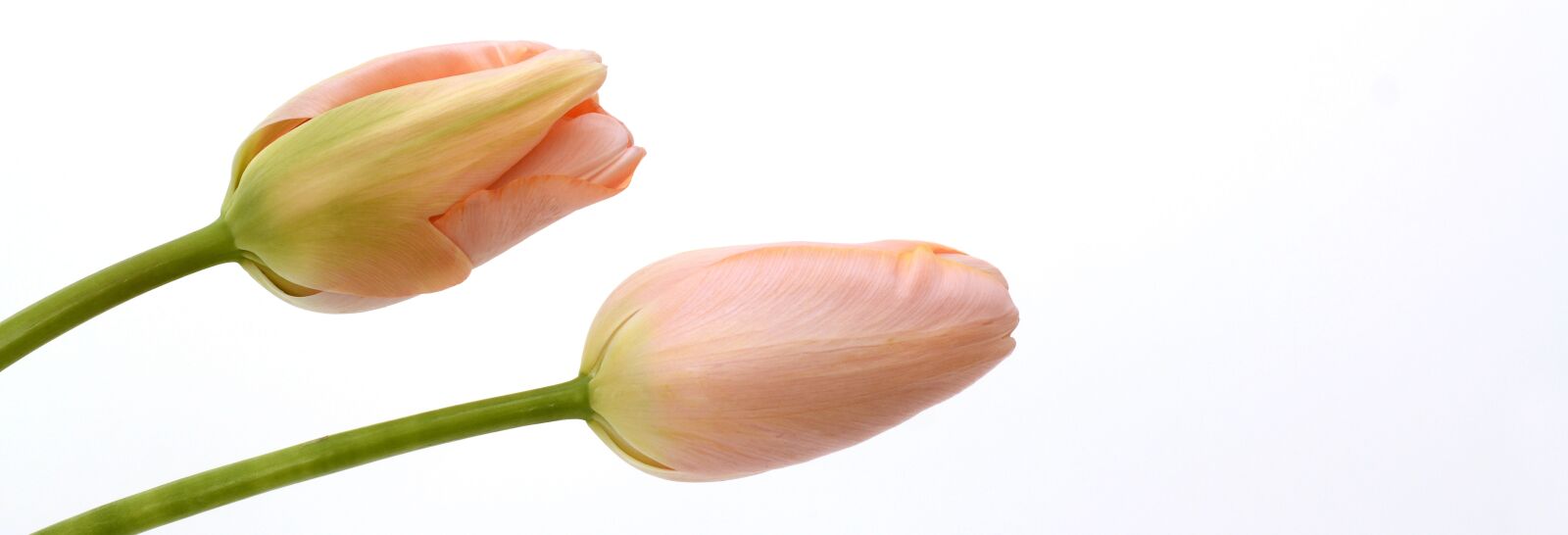 Nikon D7100 sample photo. Tulips, flowers, spring photography