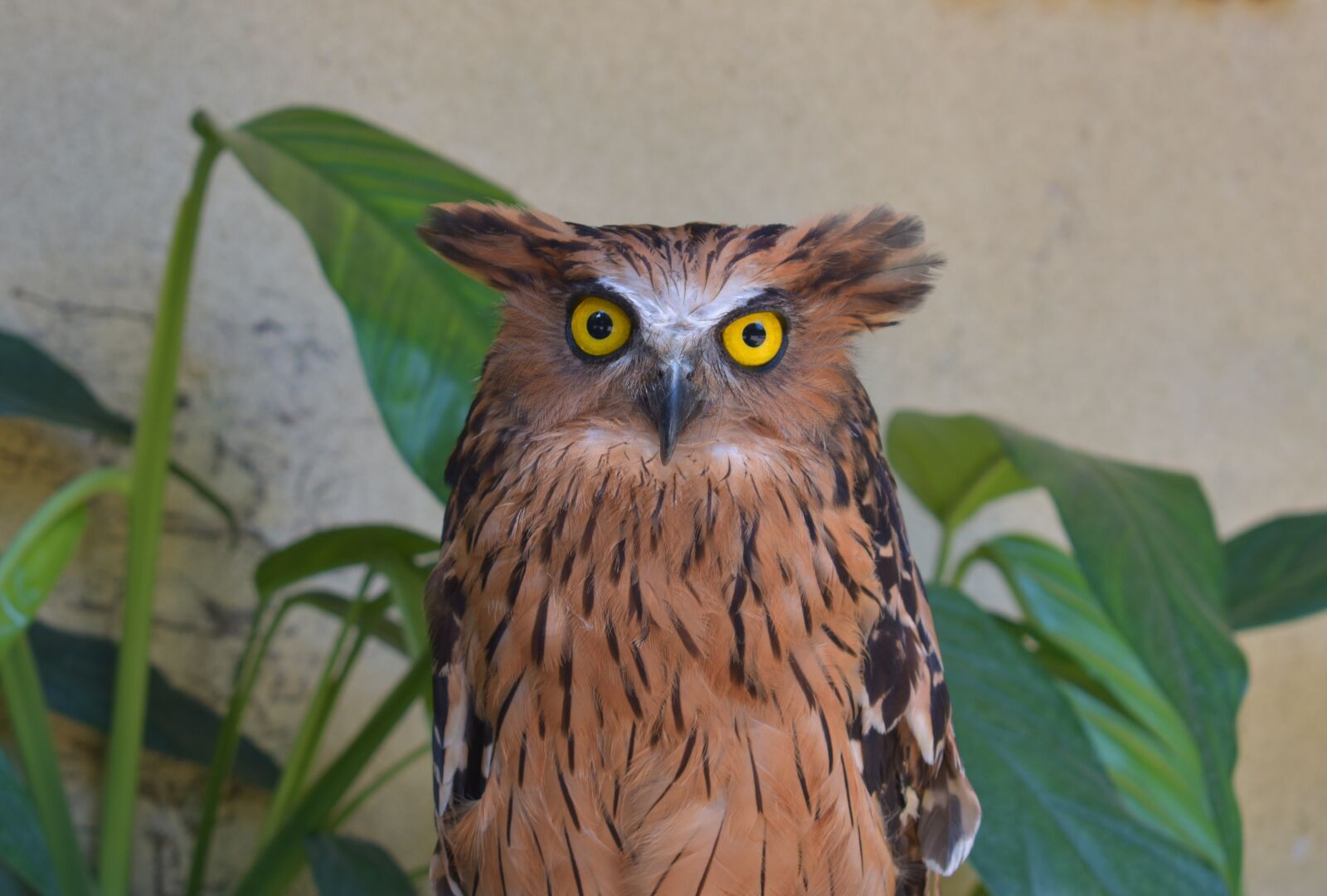 Nikon D3400 sample photo. Owl, bird, animal photography
