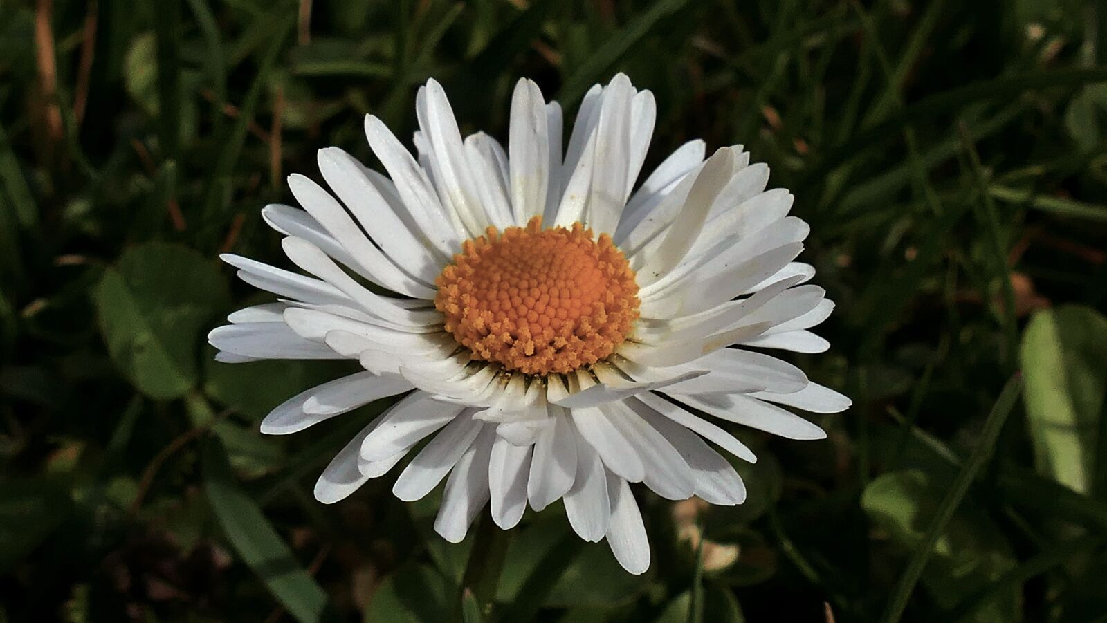 Panasonic Lumix DMC-FZ1000 sample photo. Daisy, spring, summer photography