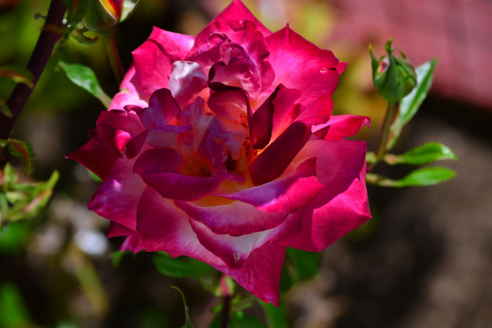 Nikon D3100 sample photo. Rosa, color, flower photography