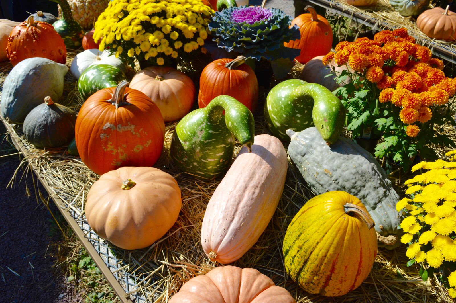 Nikon D3200 sample photo. Fall, outdoor market, pumpkin photography