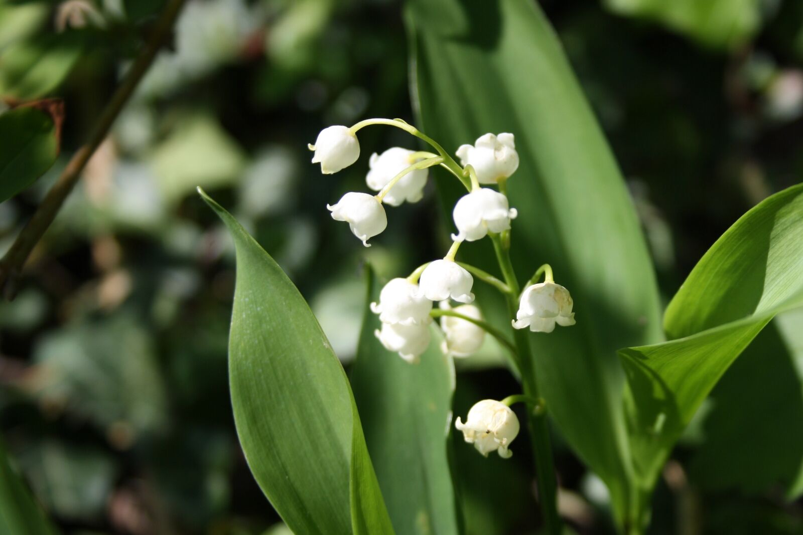 Canon EOS 1000D (EOS Digital Rebel XS / EOS Kiss F) sample photo. Lily of the valley photography
