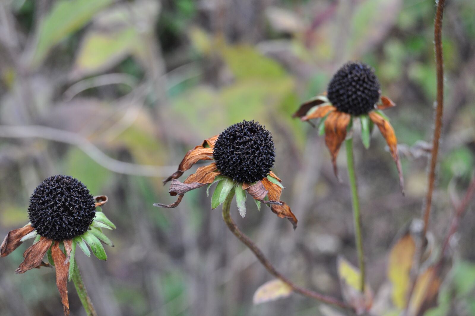 Nikon D5000 sample photo. Botanic, botanical garden, bonatical photography