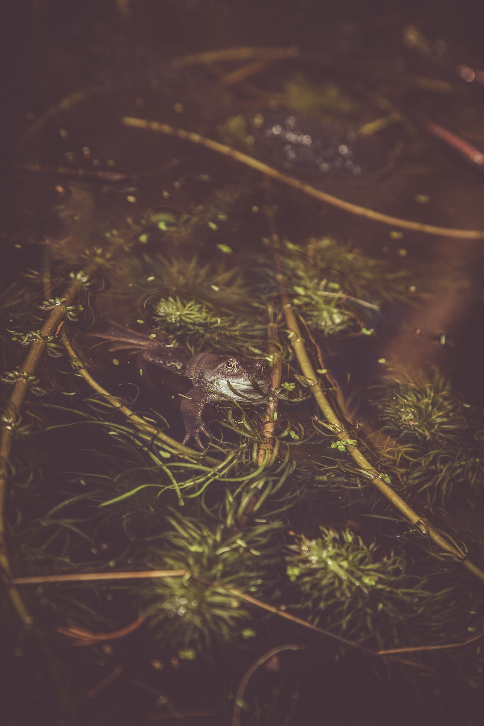 Canon EF 24-105mm F4L IS USM sample photo. Eggs, frog, frogs, frogs photography