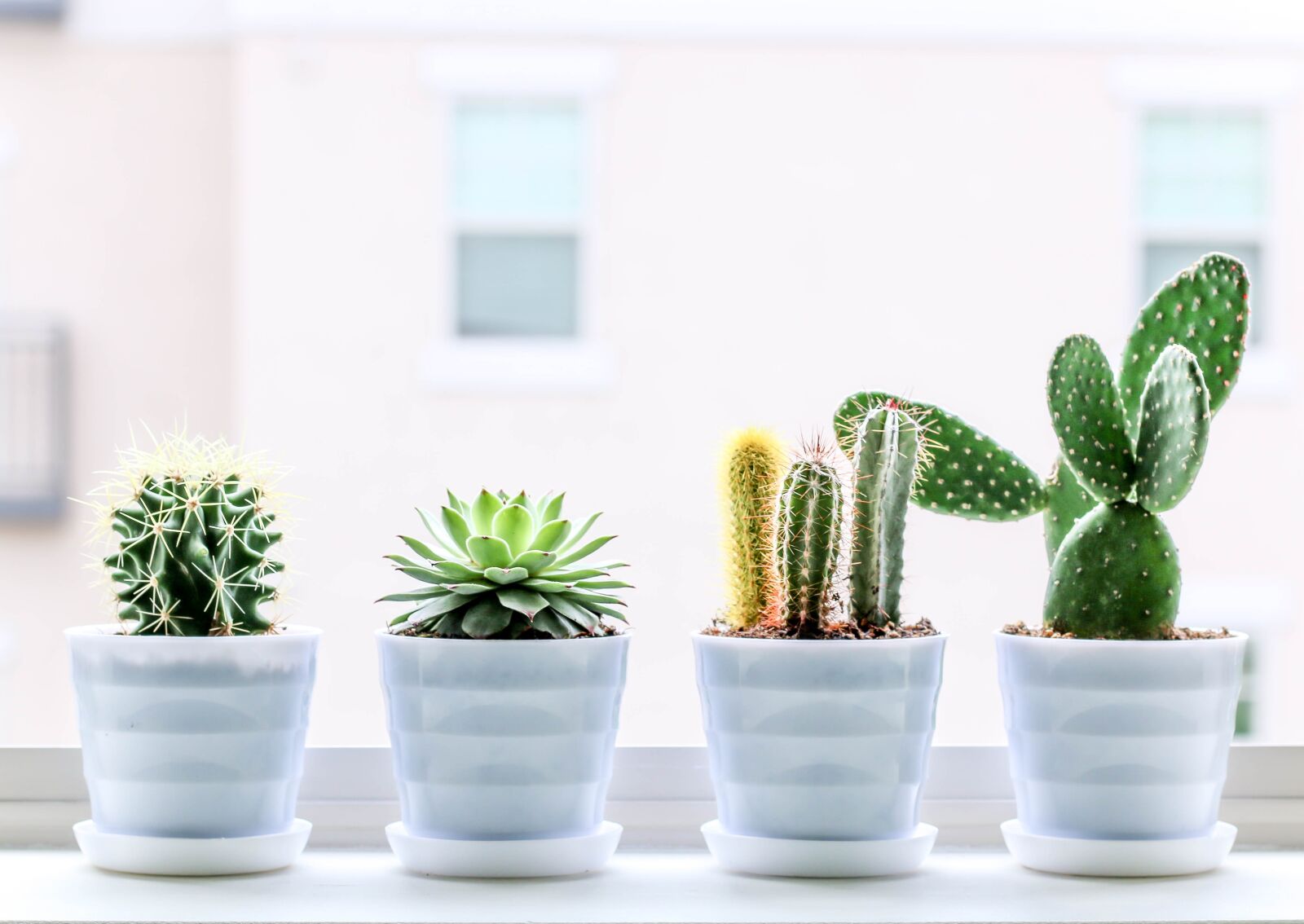 Canon EOS 70D sample photo. Succulent, cactus, plant photography