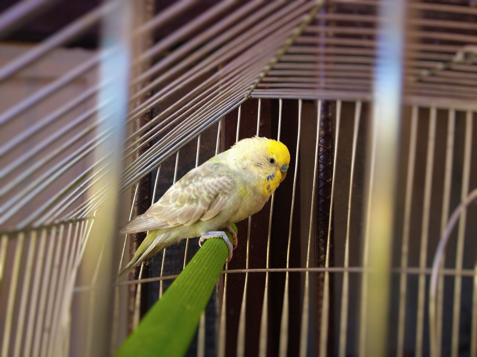 iPhone 4S back camera 4.28mm f/2.4 sample photo. Beautiful, bird, canario, natural photography
