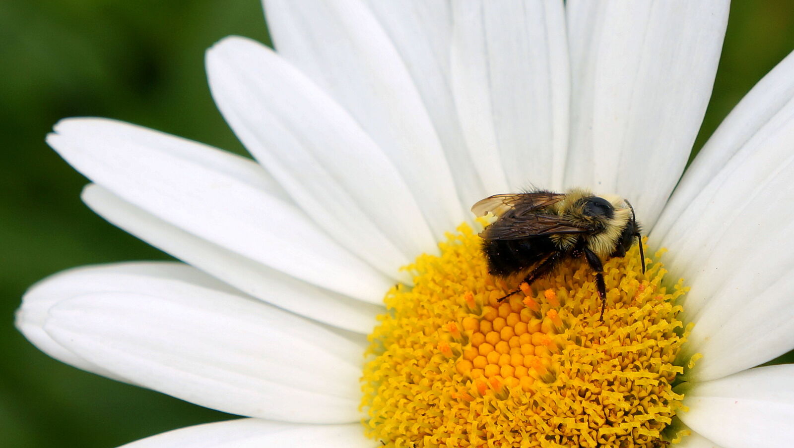 Sony E 18-55mm F3.5-5.6 OSS sample photo. Bee, bees, botanical, flower photography