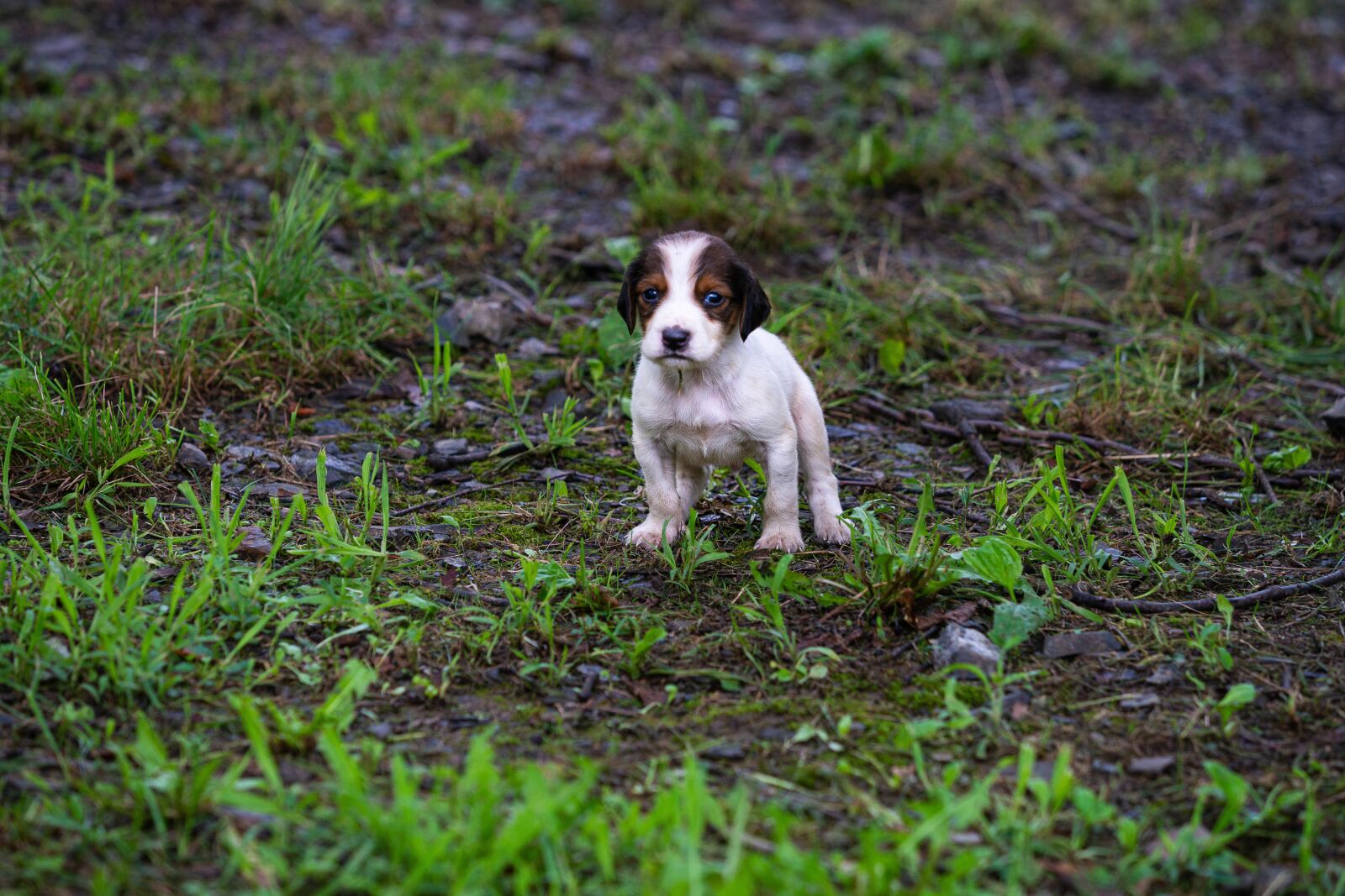 Minolta/Sony AF 70-200mm F2.8 G sample photo. Dog, lonely, wet photography