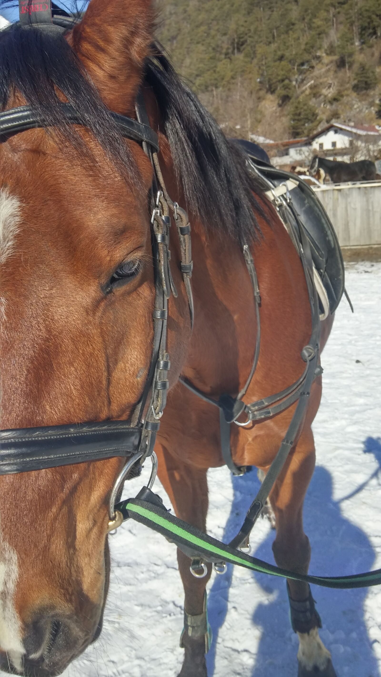 LG D855 sample photo. Horse, bridle, saddle photography