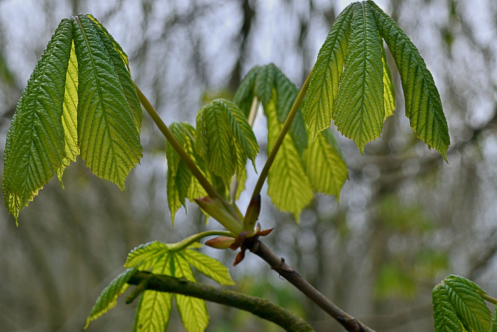 Nikon D5500 sample photo. Horse chestnut, foliage, donuts photography