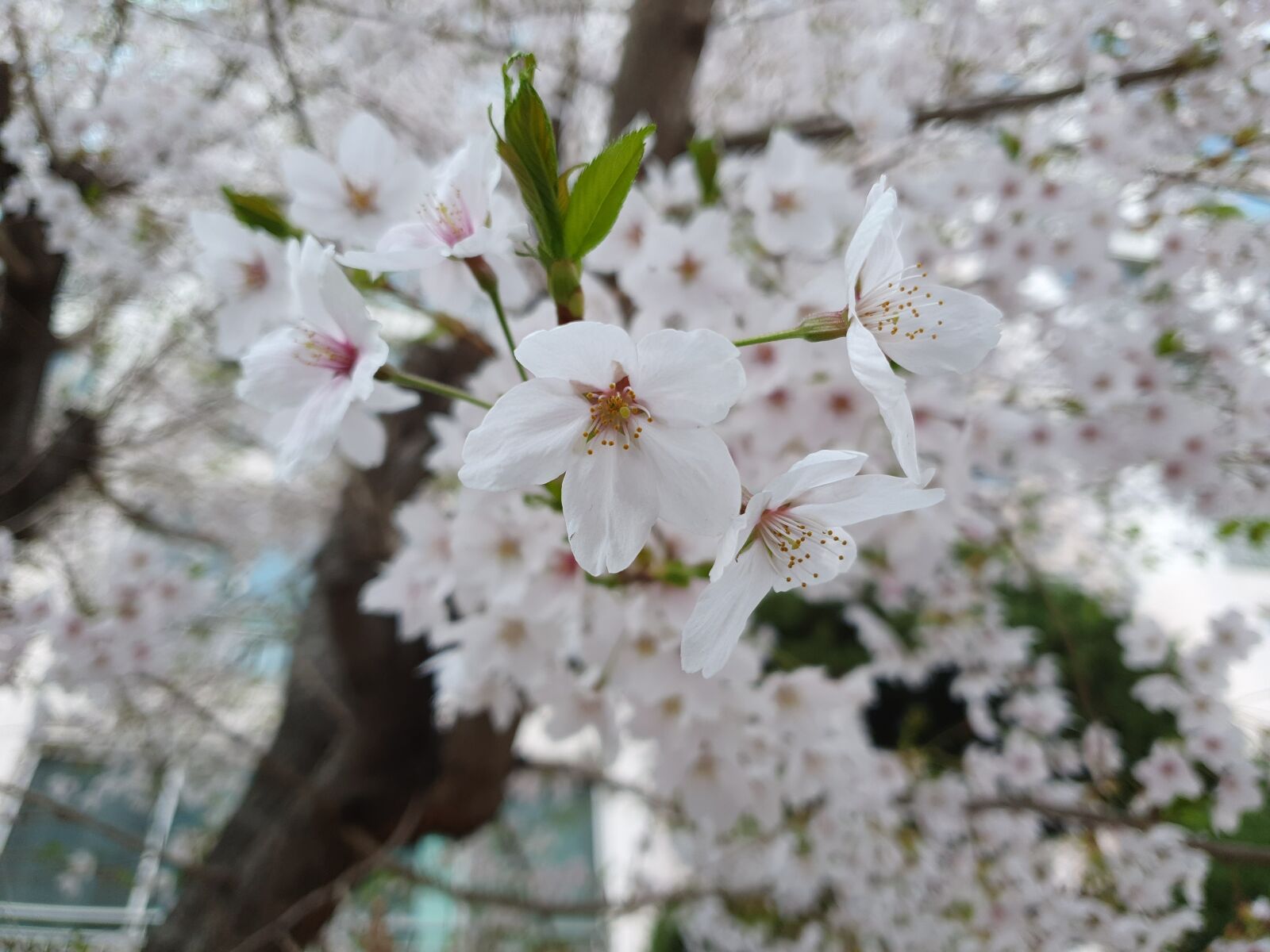 Samsung Galaxy S10 sample photo. Beoc flowers, cherry flowers photography