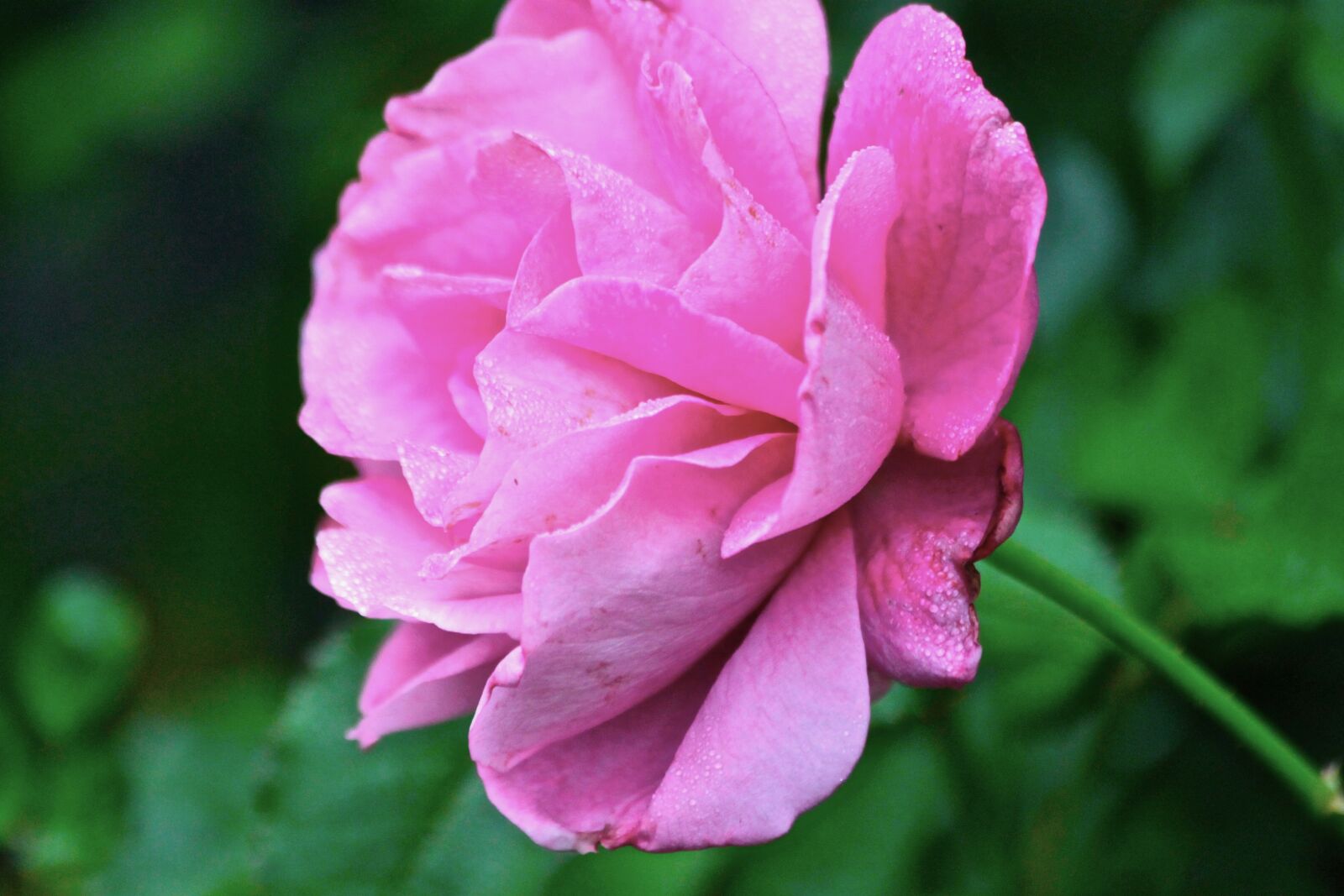 Canon EOS 500D (EOS Rebel T1i / EOS Kiss X3) sample photo. Rose, flower, nature photography