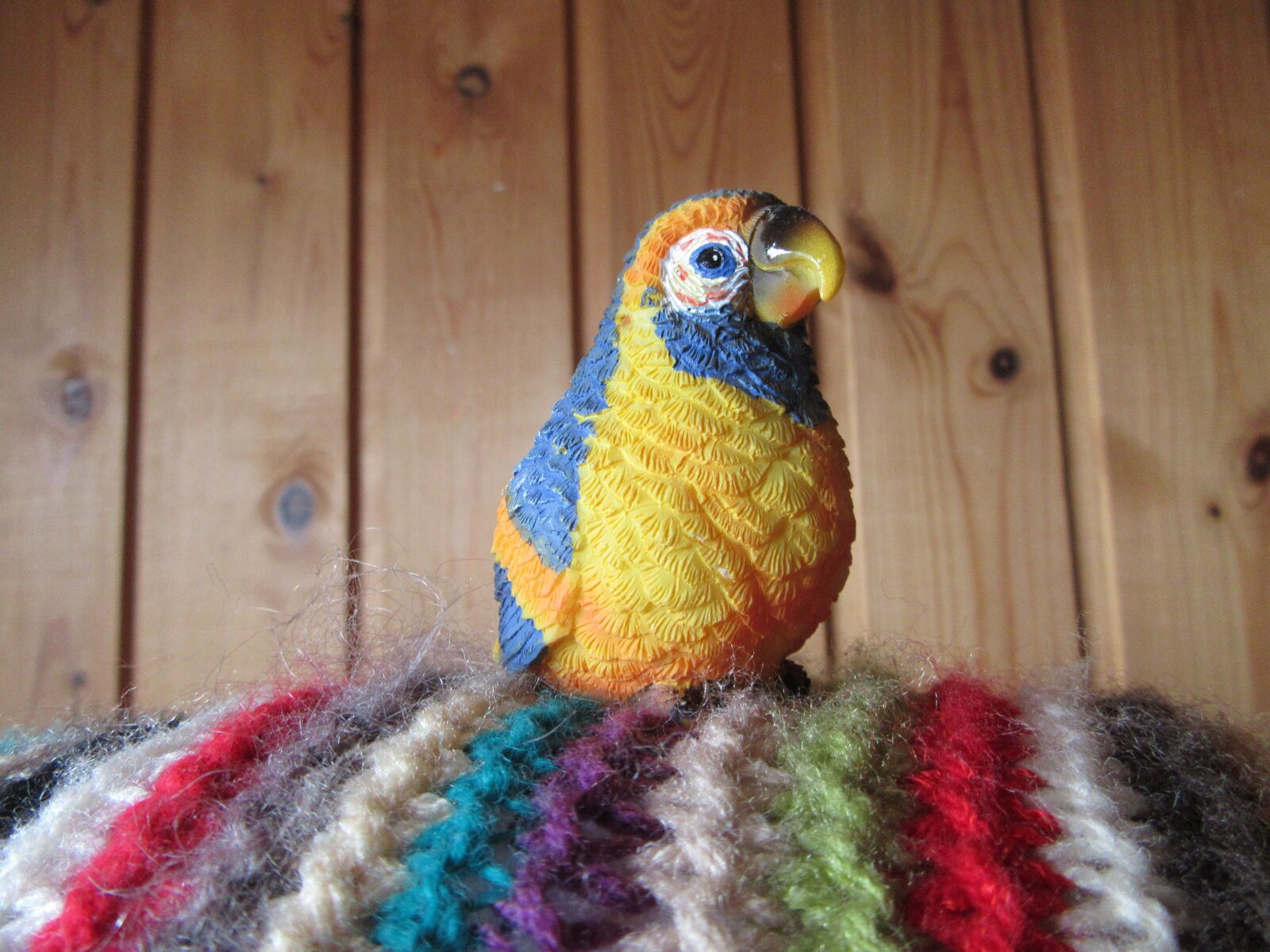 Canon PowerShot SX610 HS sample photo. Bird, rainbow bird, rainbow photography