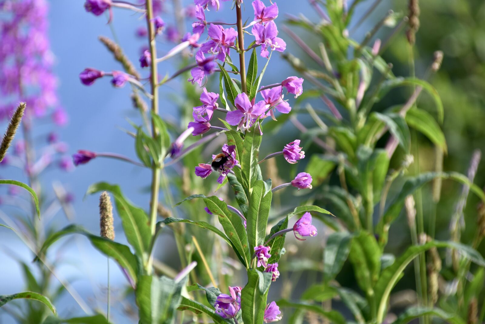 Nikon D5300 sample photo. Flower, blossom, bloom photography