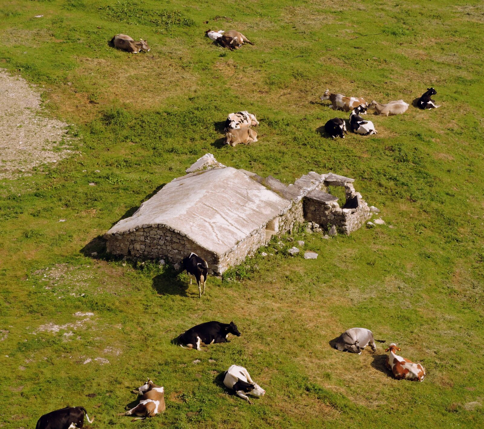 Nikon Coolpix P600 sample photo. Cow, prato, mountain photography