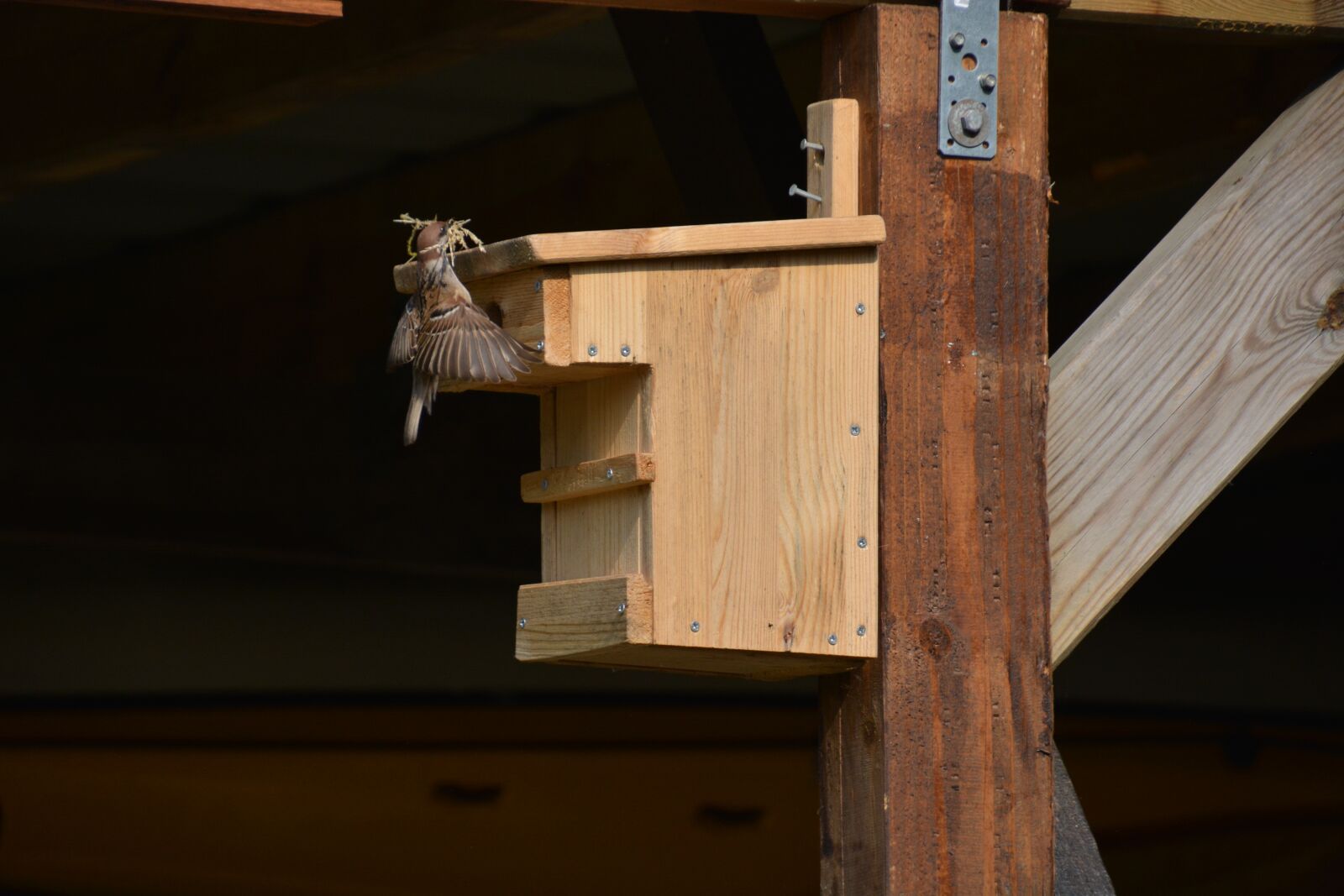 Nikon D5200 sample photo. Nest building, aviary, finch photography