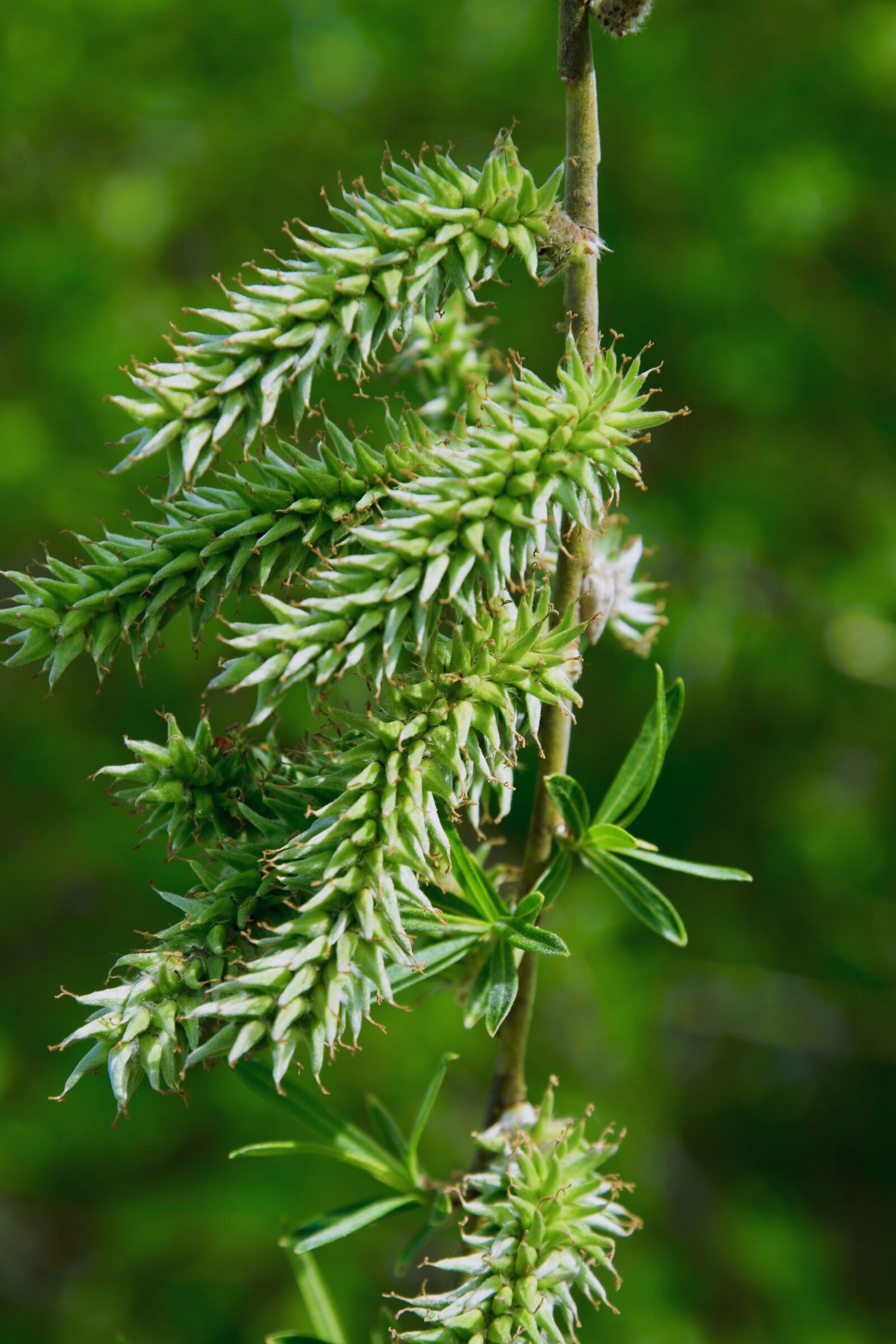 Nikon D7200 sample photo. Spring, hazelnut, inflorescence photography