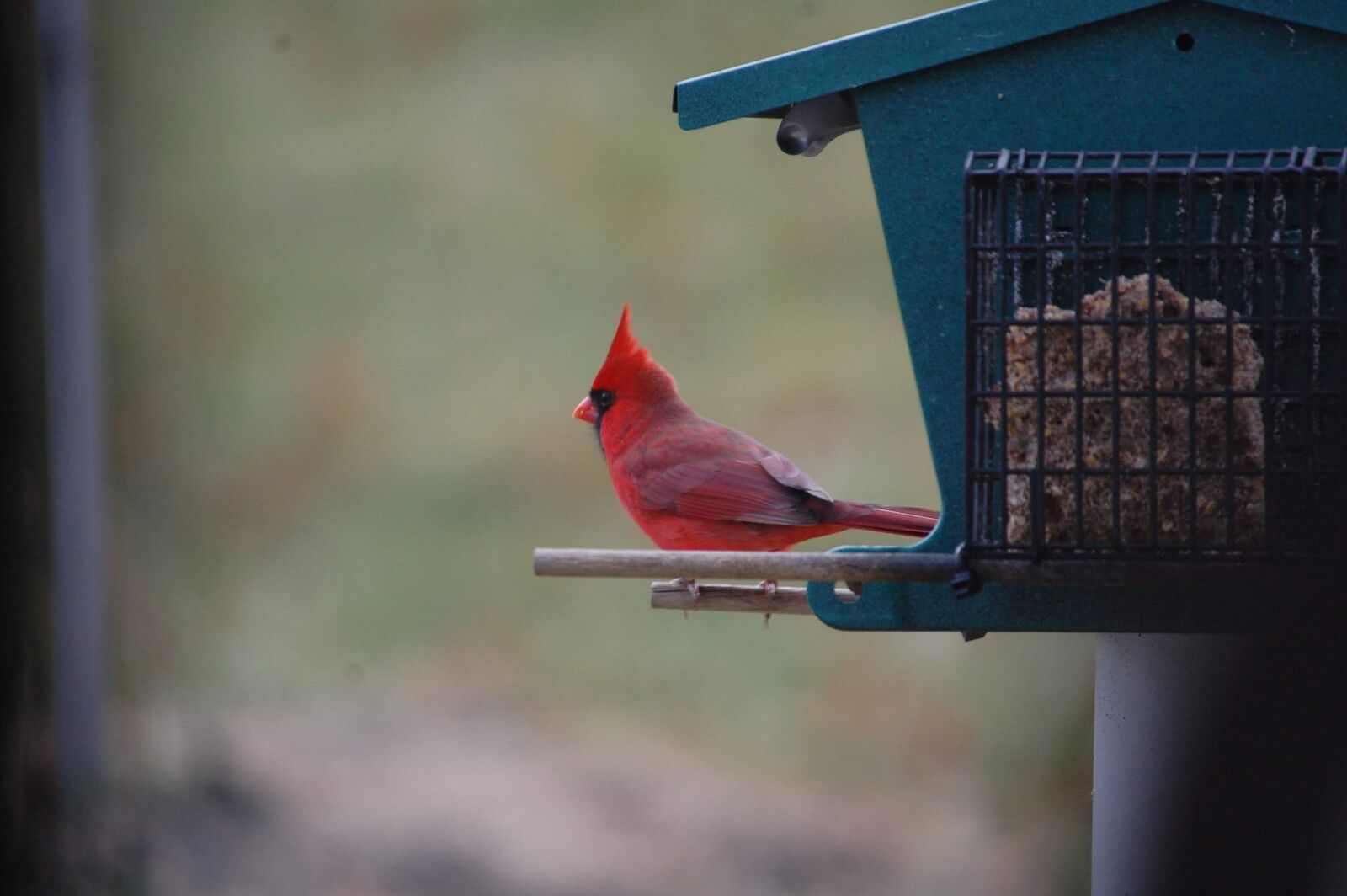 Nikon D40 sample photo. Cardinal, bird, bird feeder photography