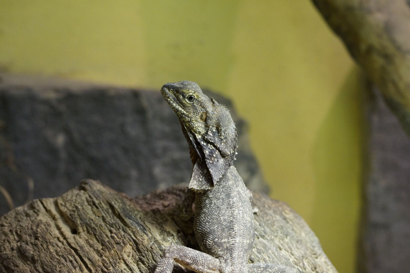 Sony SLT-A58 sample photo. Frill necked lizard, lizard photography