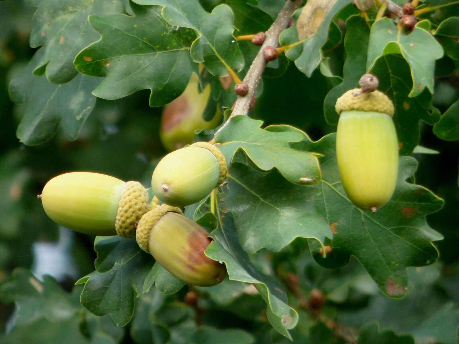 Panasonic DMC-FZ72 sample photo. Acorns, oak, nature photography