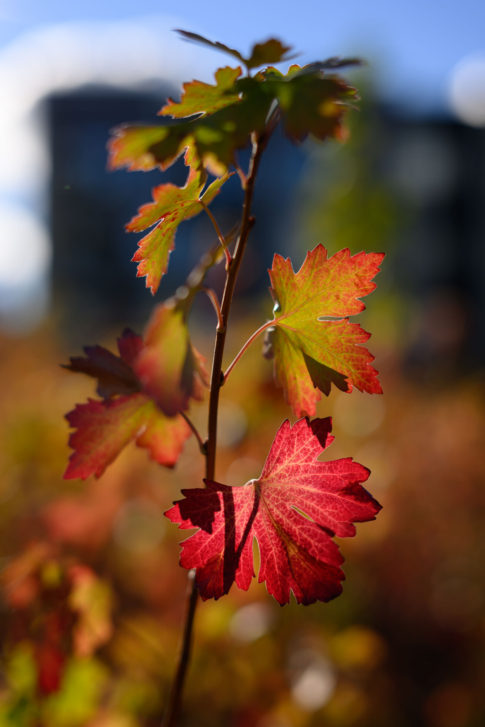 Nikon Z8 sample photo. Seasonal colors photography