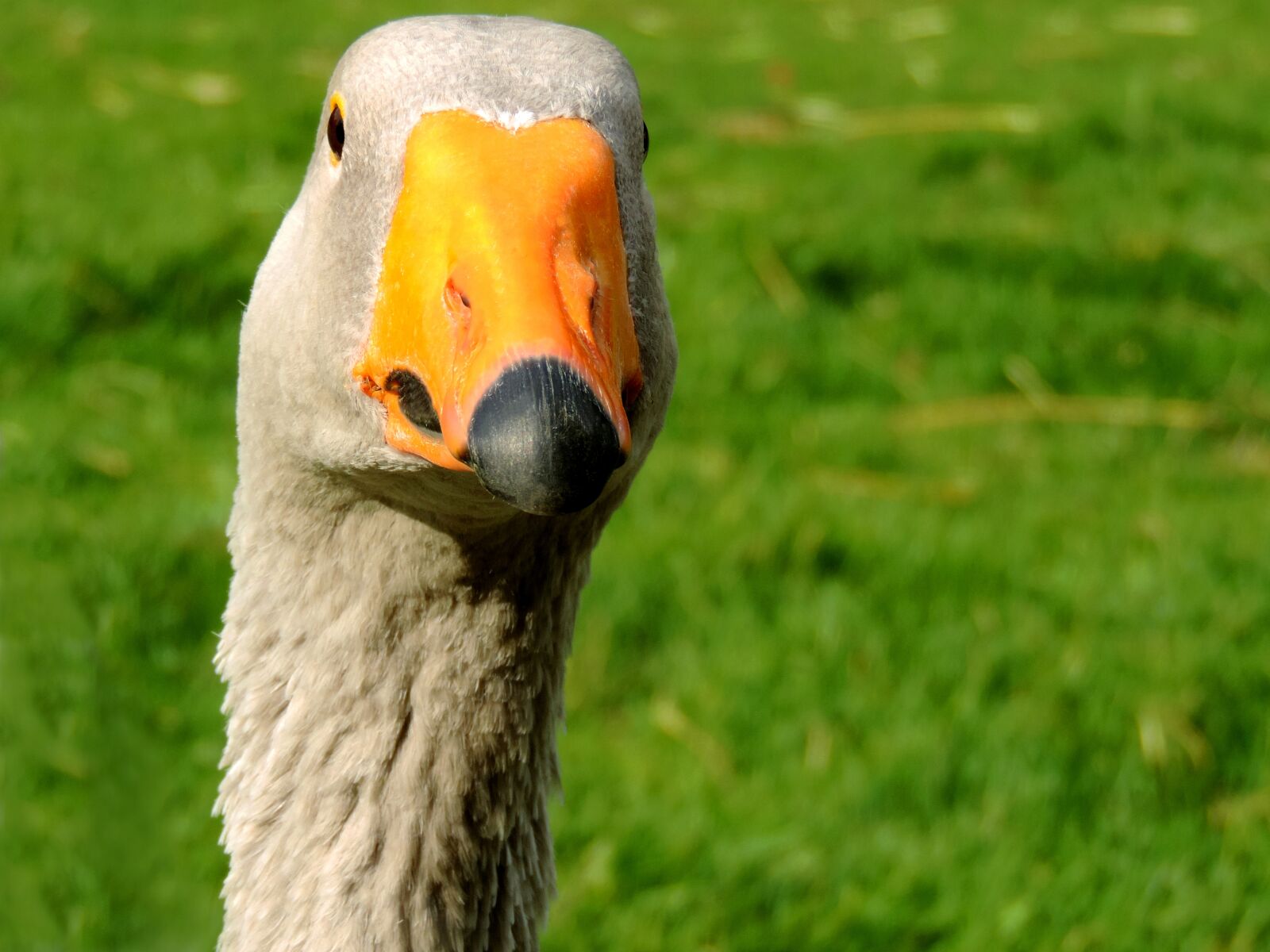 Nikon Coolpix P520 sample photo. Goose, duck bird, head photography