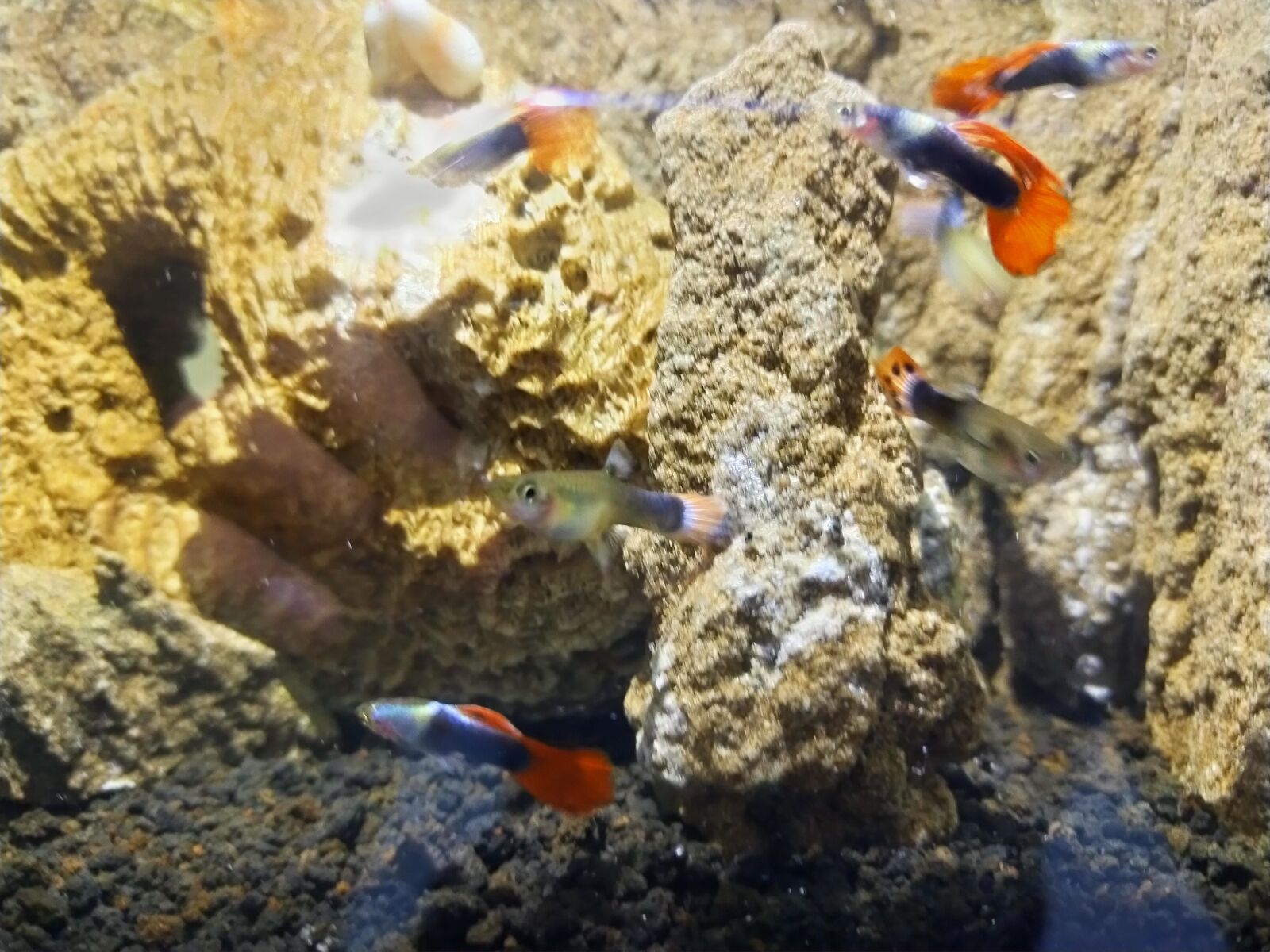 OPPO A9 2020 sample photo. Guppy, fish, aquascape photography