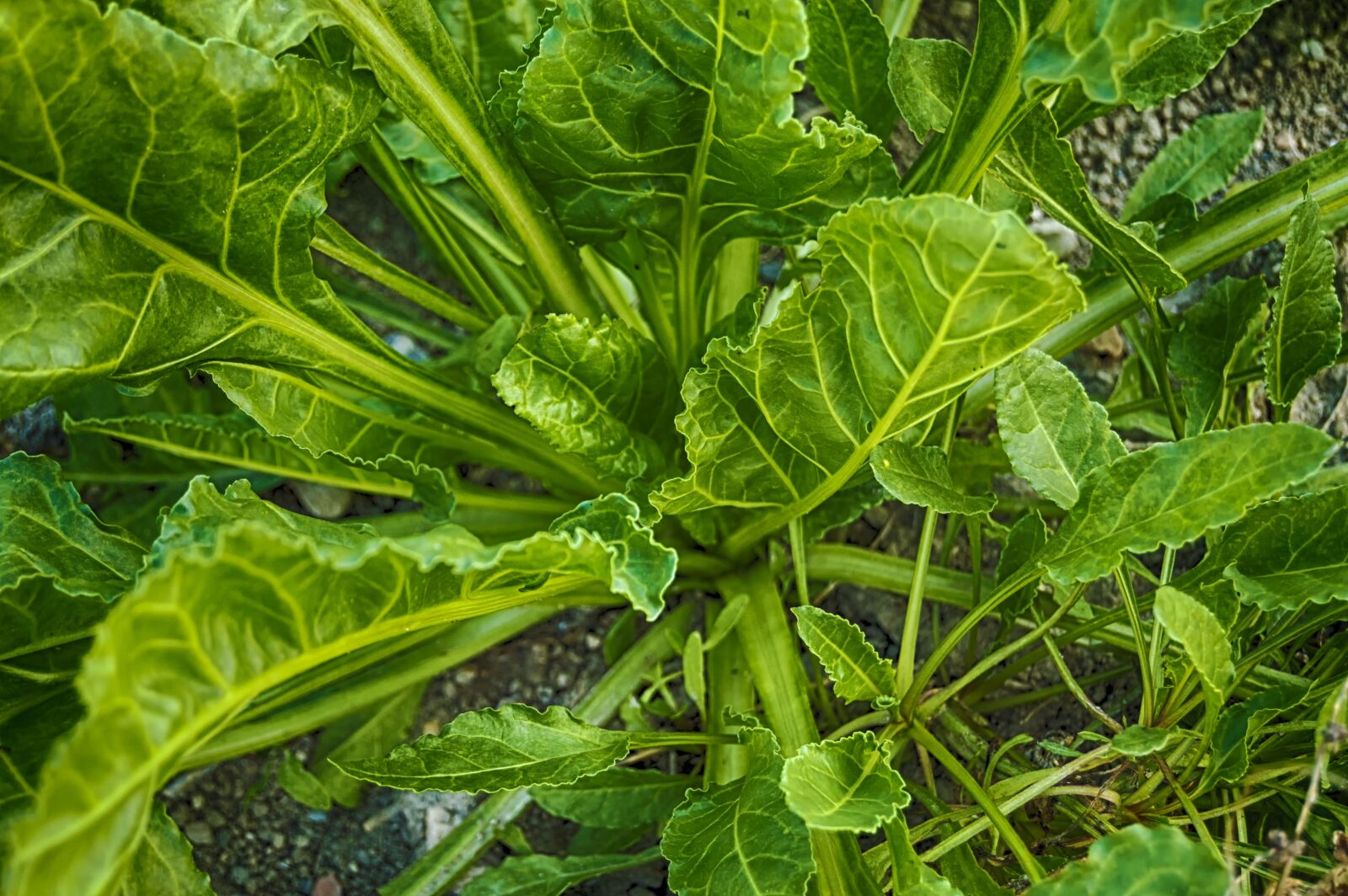 Nikon D3200 sample photo. Spinach, green leaves, vegetable photography