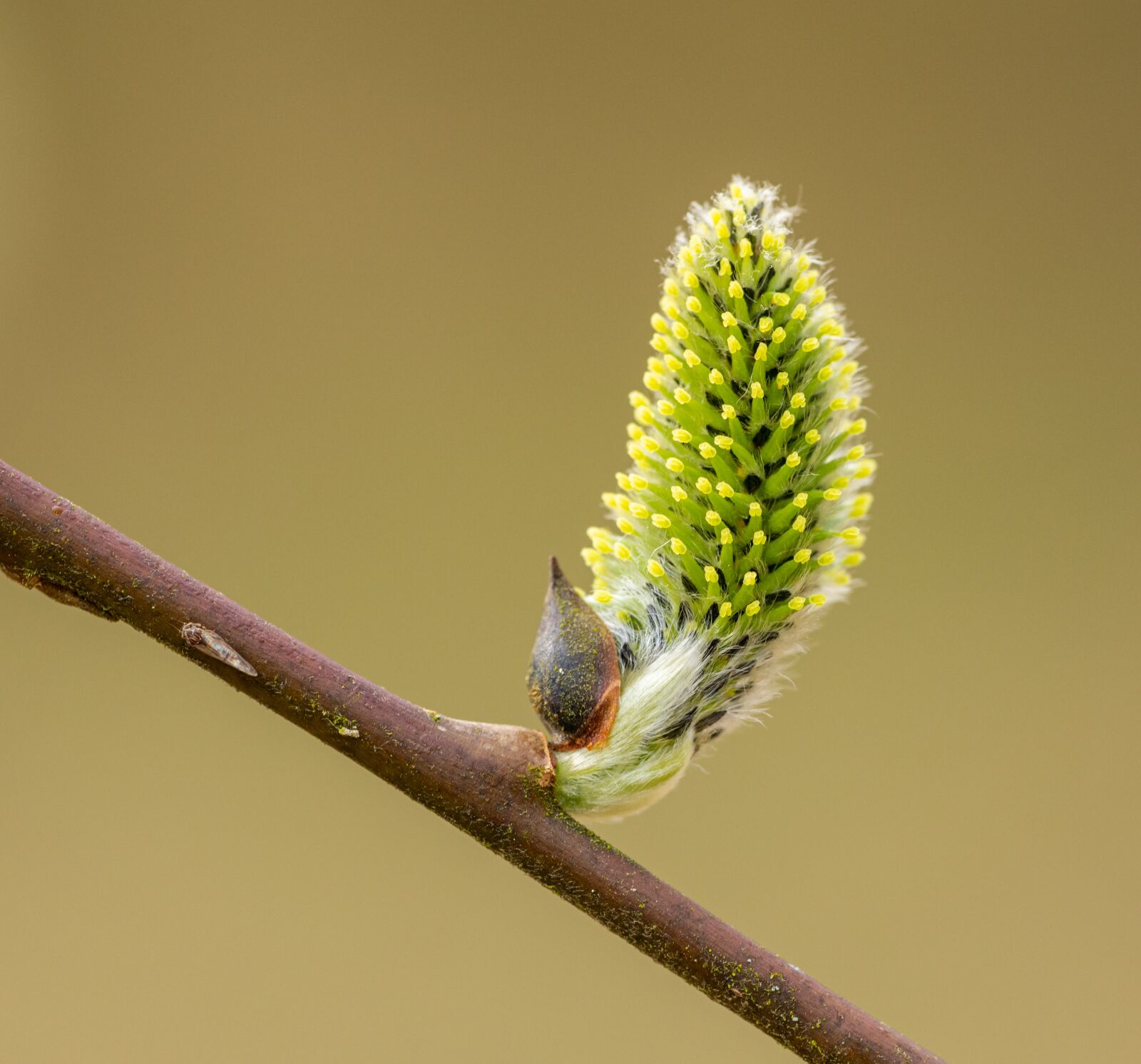 Nikon D850 sample photo. Cats, willow, nature photography