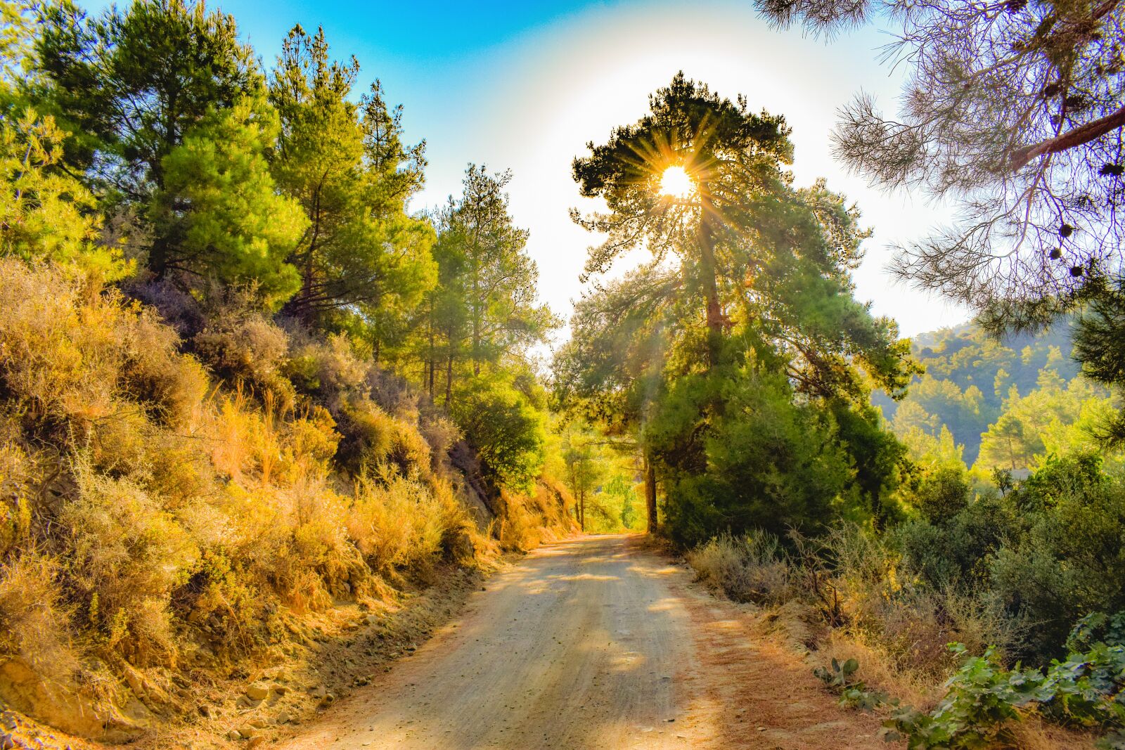 Nikon D3300 sample photo. Dirt road, forest, morning photography