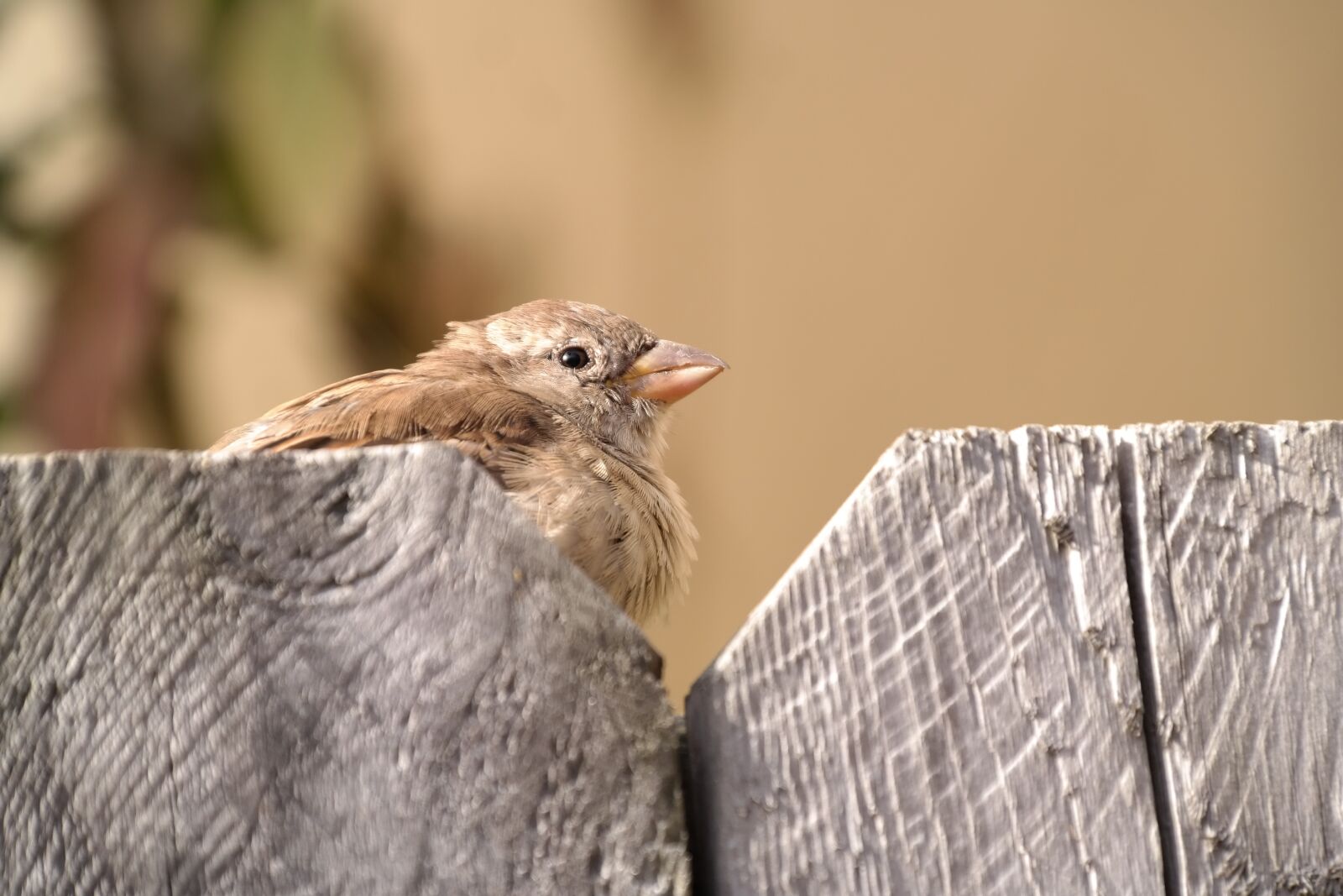 Samsung NX300 sample photo. Sparrow, sperling, bird photography