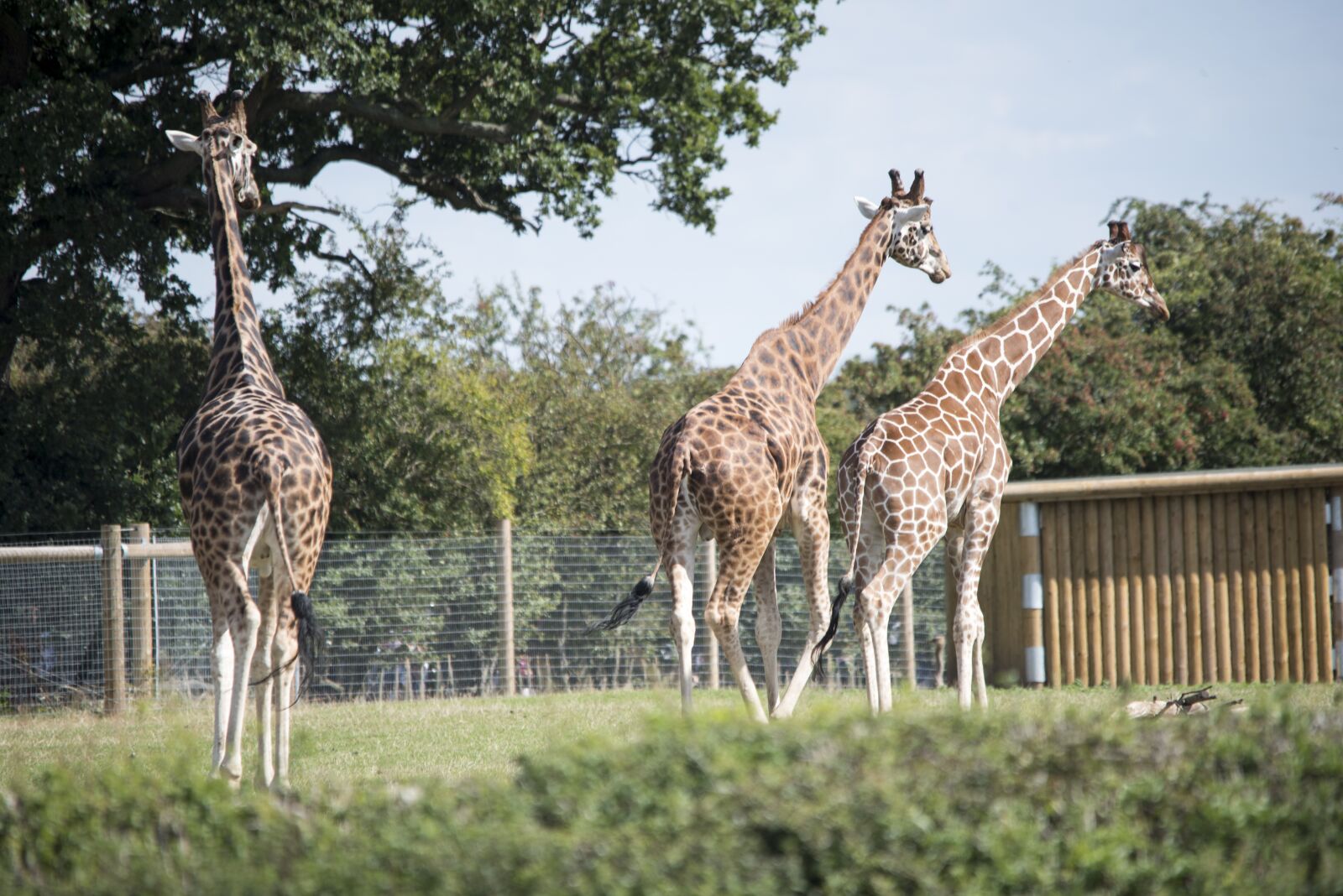 Nikon D750 sample photo. Zoo, wildlife, giraffes photography