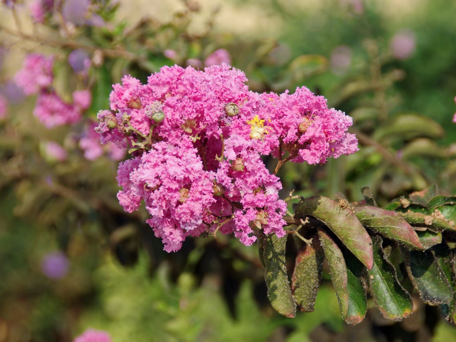 Pentax K-5 sample photo. Lagerstroemia indica, lythrac es photography