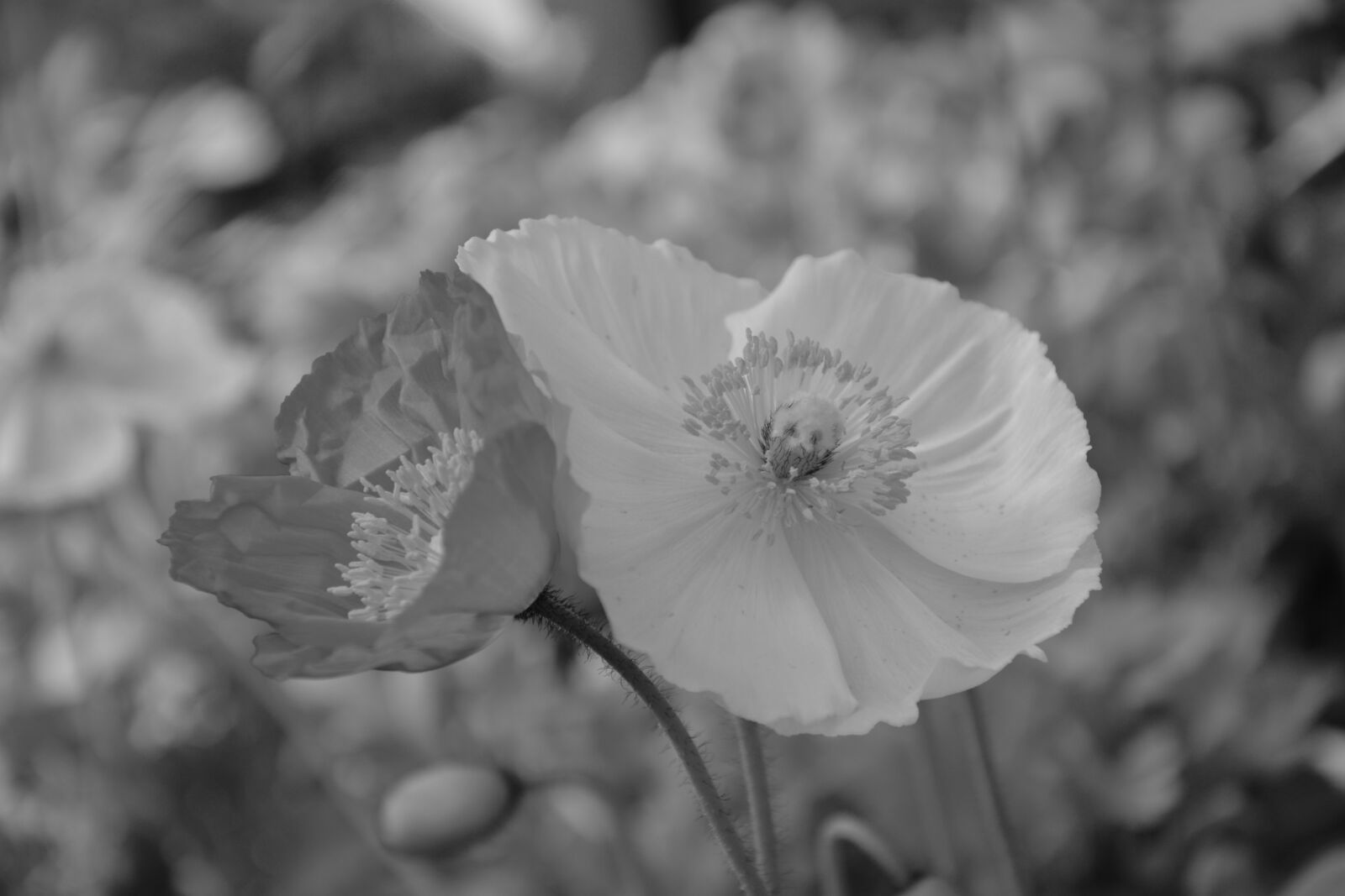 Nikon D5200 sample photo. Flower, black and white photography