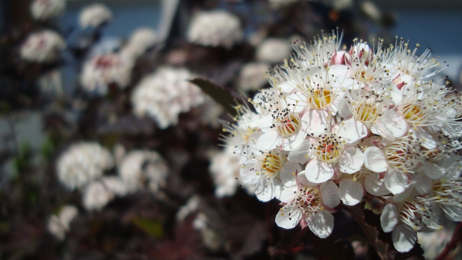 Sony Cyber-shot DSC-W120 sample photo. Flower, white, bloom photography