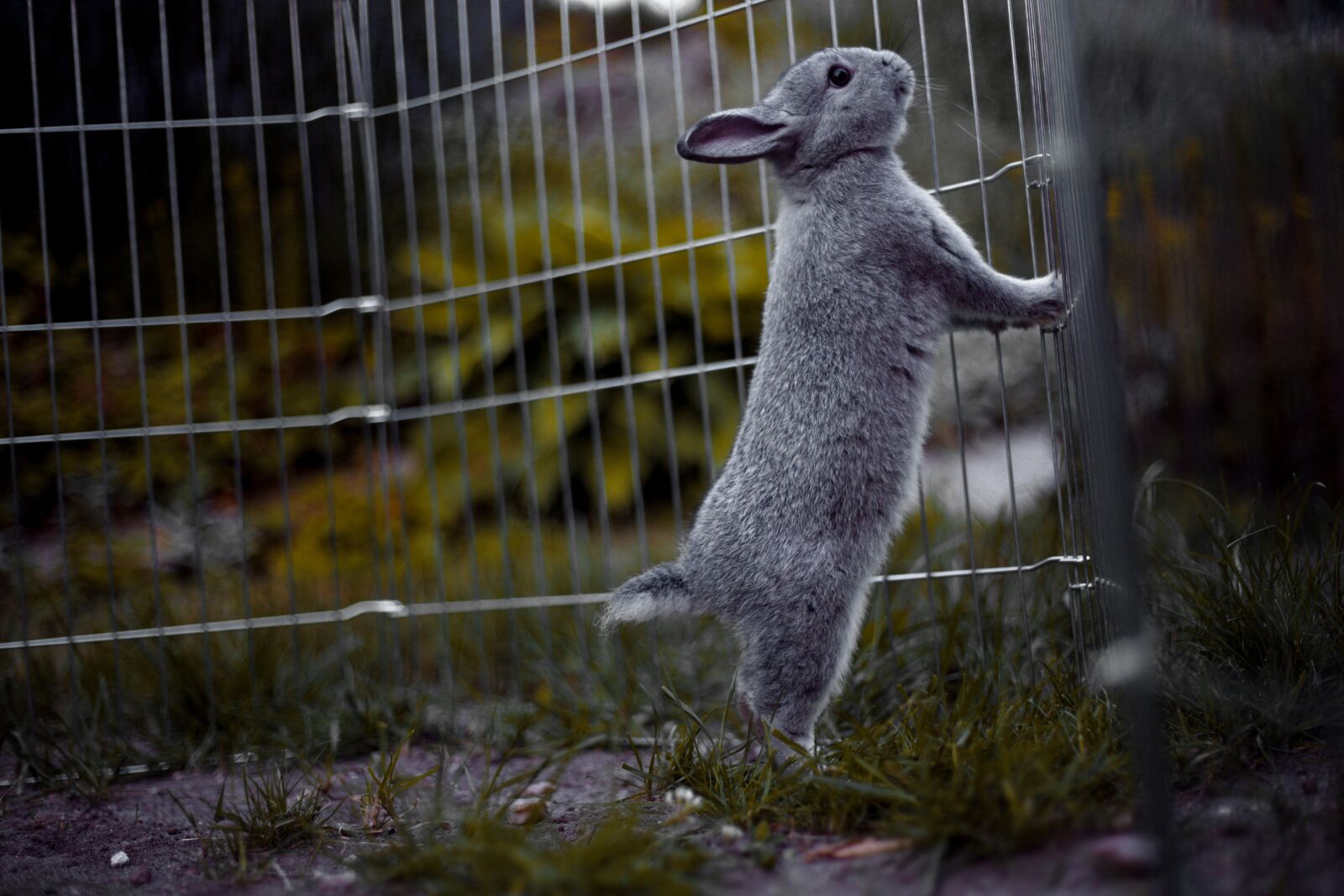 Canon EF 50mm F1.8 II sample photo. Rabbit, rodents, mammal photography
