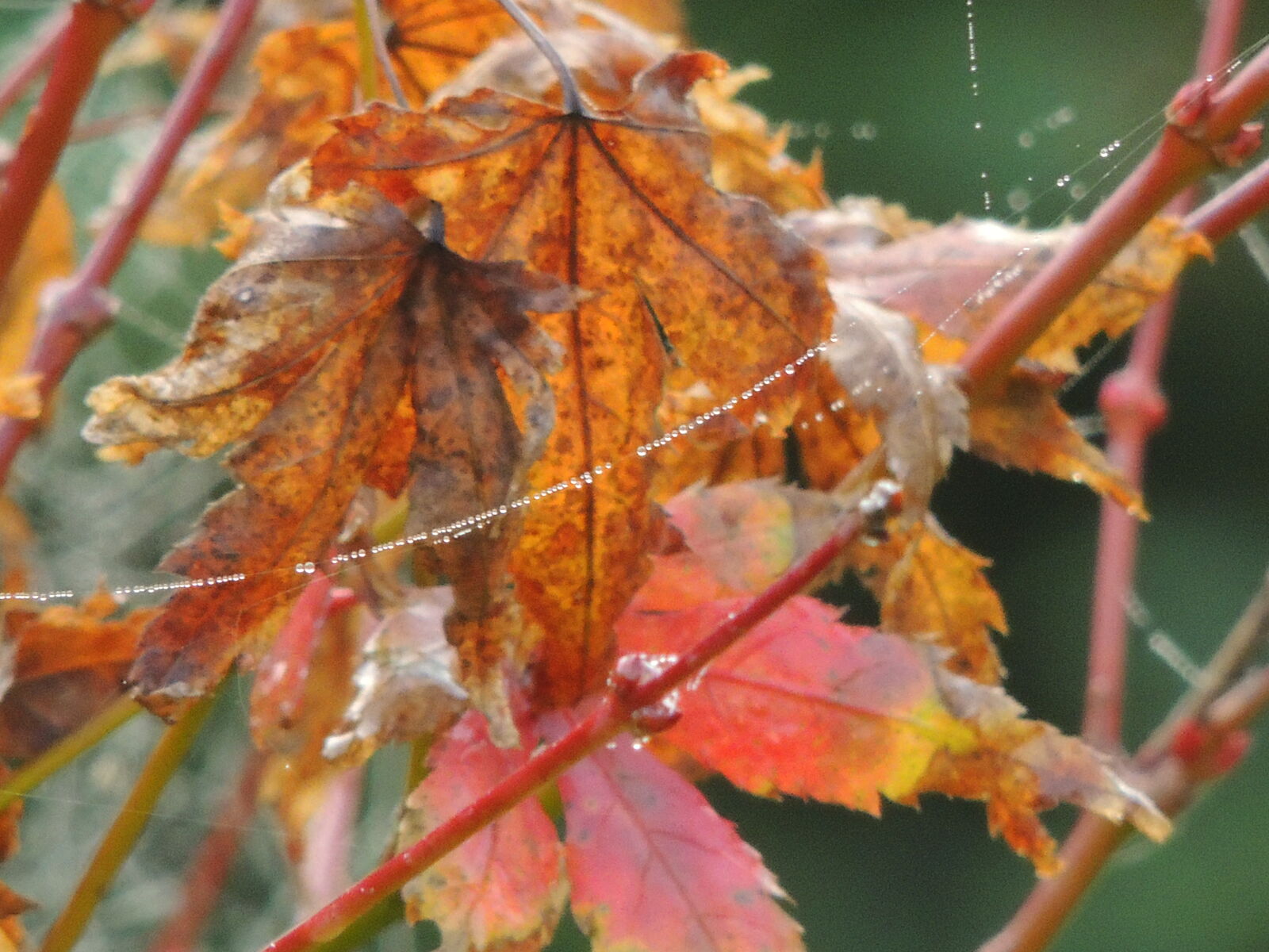 Nikon Coolpix P510 sample photo. Autumn, autumn, leaf photography