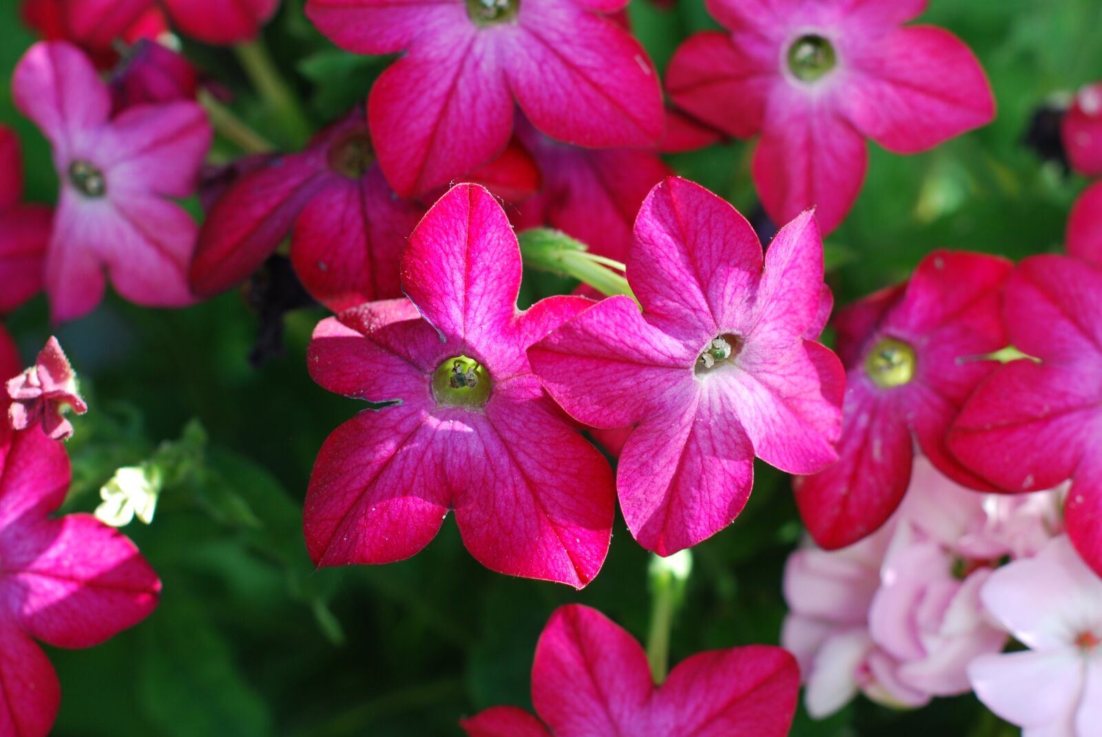 Nikon D60 sample photo. Flower, pink, colorful photography