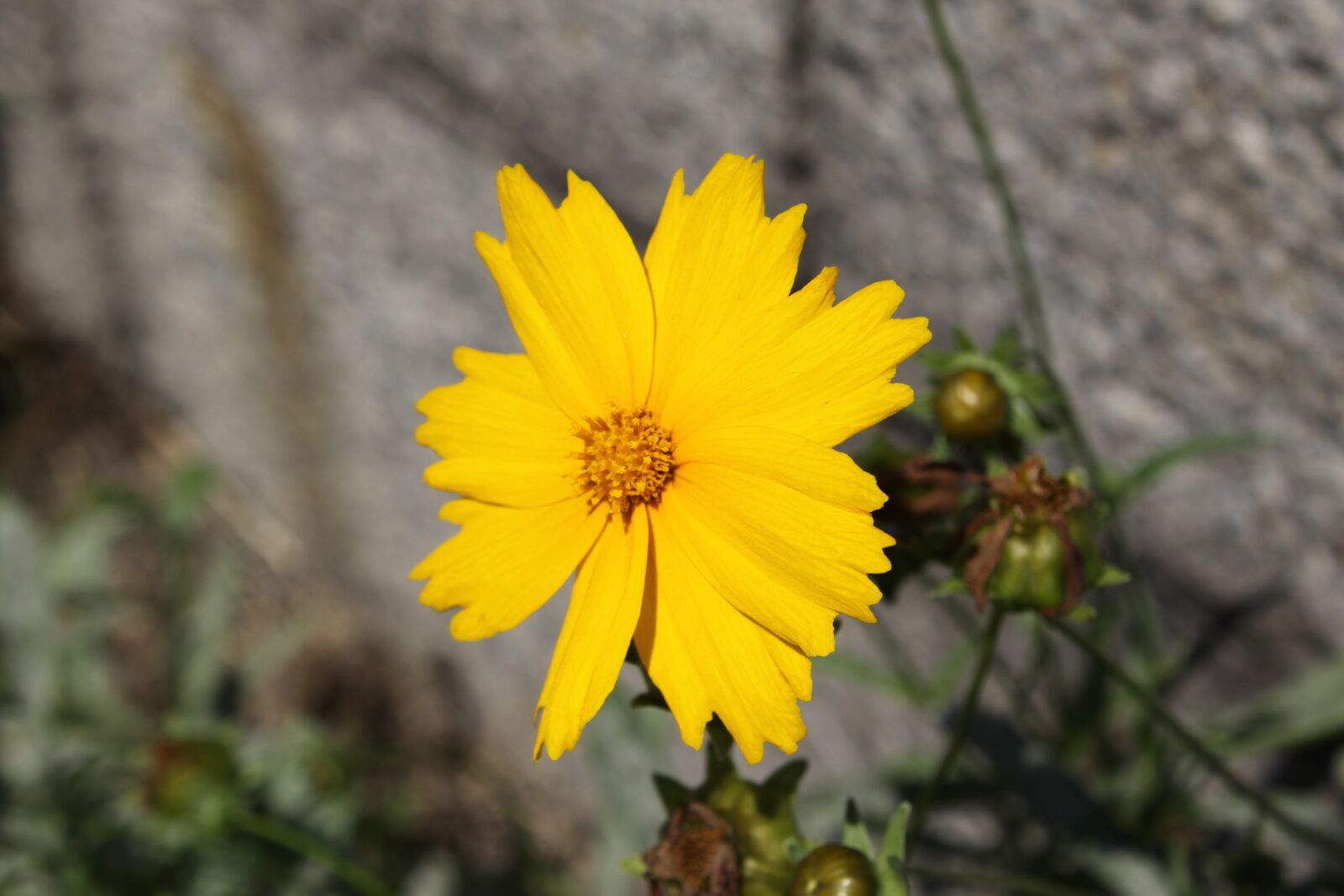 Canon EOS 50D sample photo. Stone wall, flowers, wildflower photography