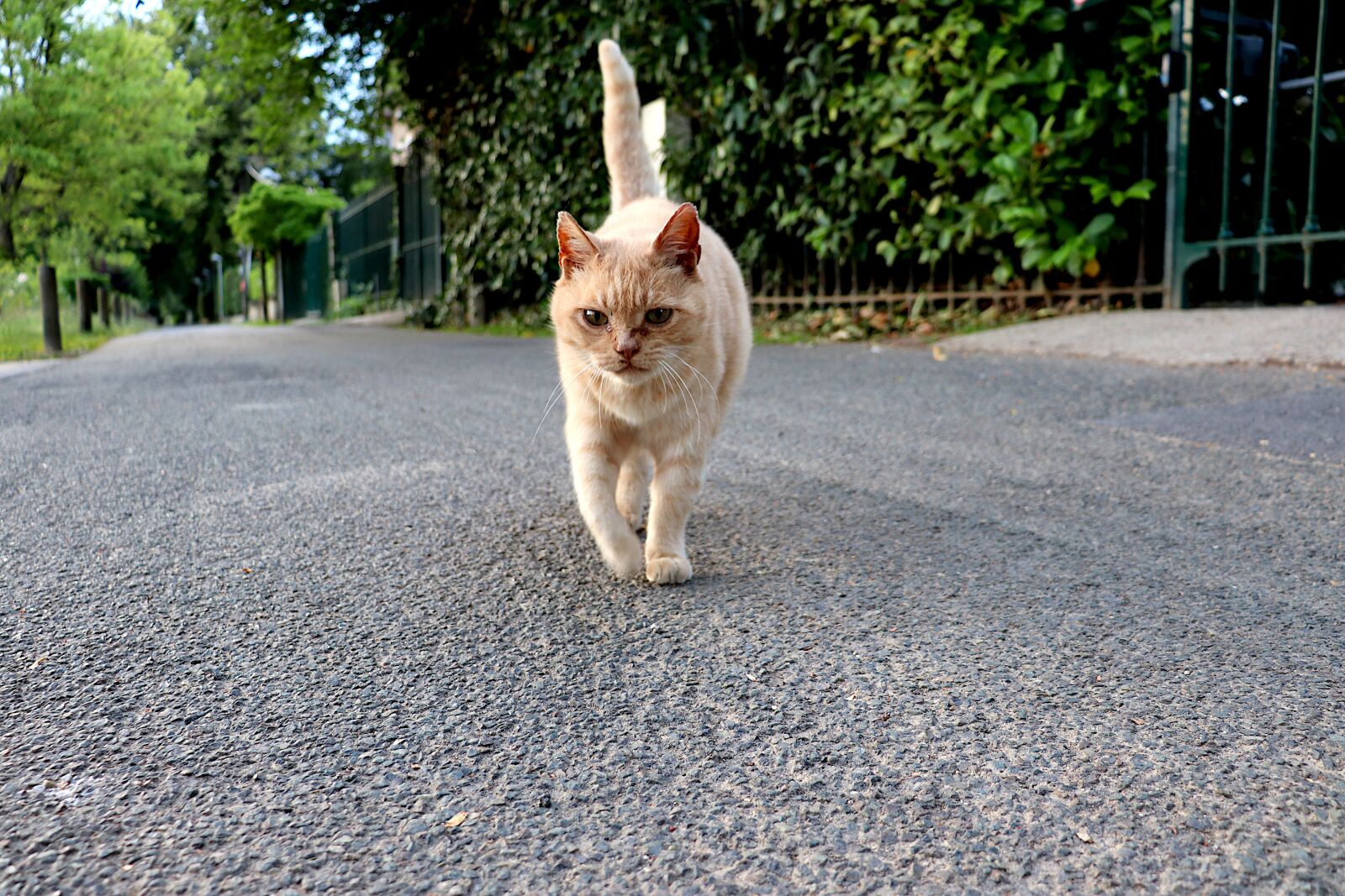 Canon EOS 800D (EOS Rebel T7i / EOS Kiss X9i) sample photo. Cat, felines, cute photography