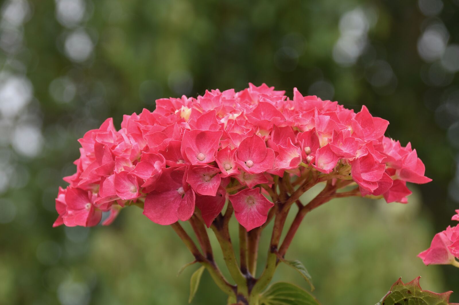 Nikon D5600 sample photo. Flower hydrangea, hydrangea dark photography