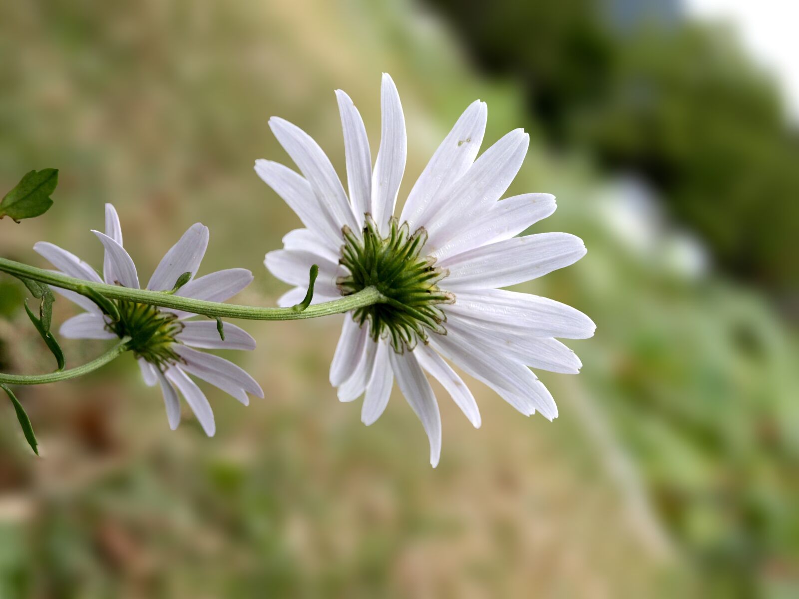 Olympus E-410 (EVOLT E-410) sample photo. Gujeolcho, white flower, mother photography
