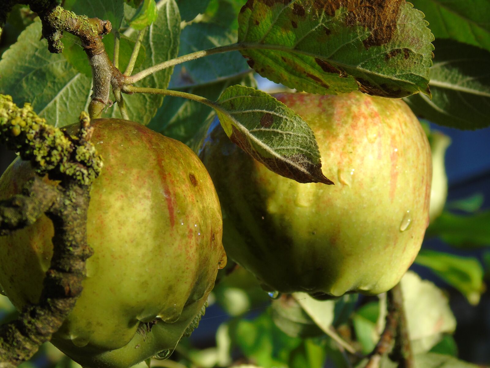 Sony Cyber-shot DSC-H400 sample photo. Apple, apple tree, autumn photography