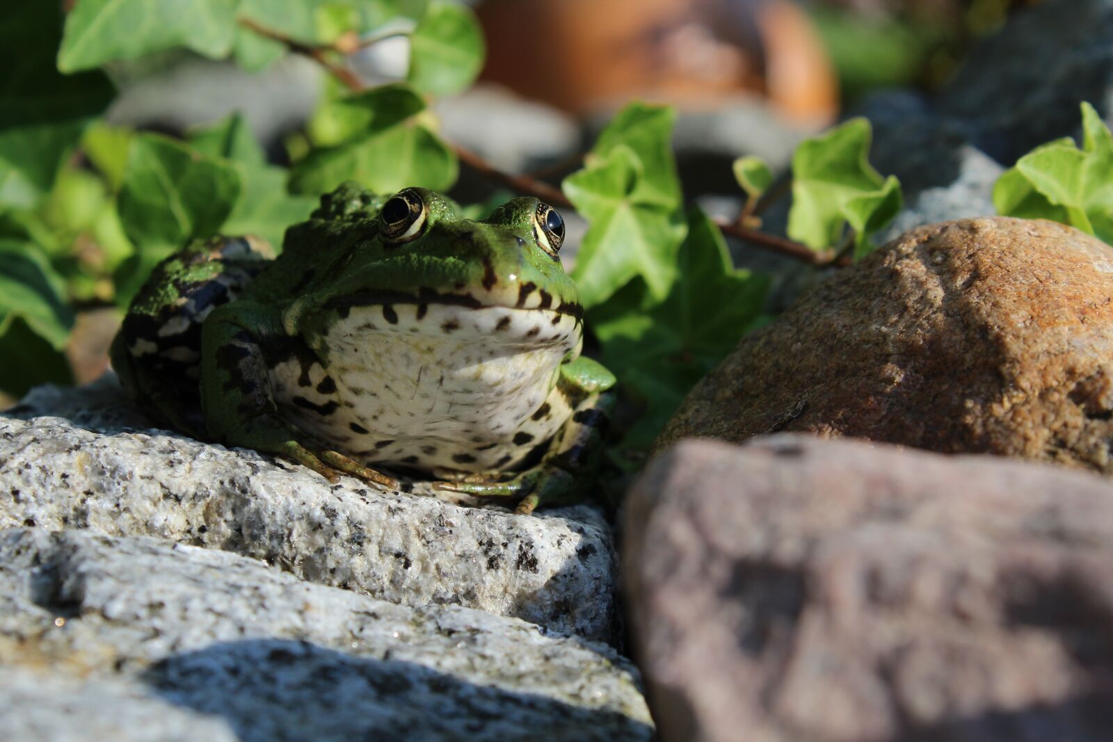 Canon EOS 1200D (EOS Rebel T5 / EOS Kiss X70 / EOS Hi) sample photo. Frog, animal, amphibian photography