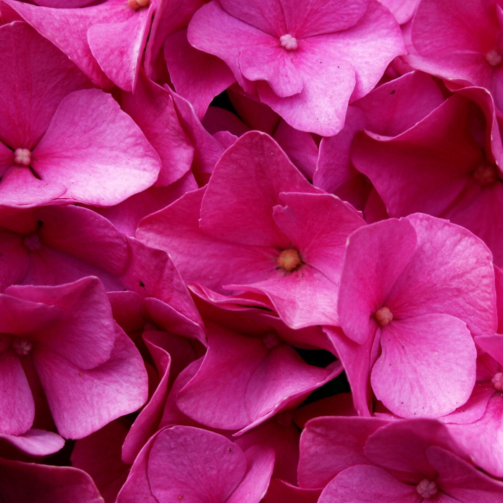 Olympus E-420 (EVOLT E-420) sample photo. Hydrangea, flower, blossom photography