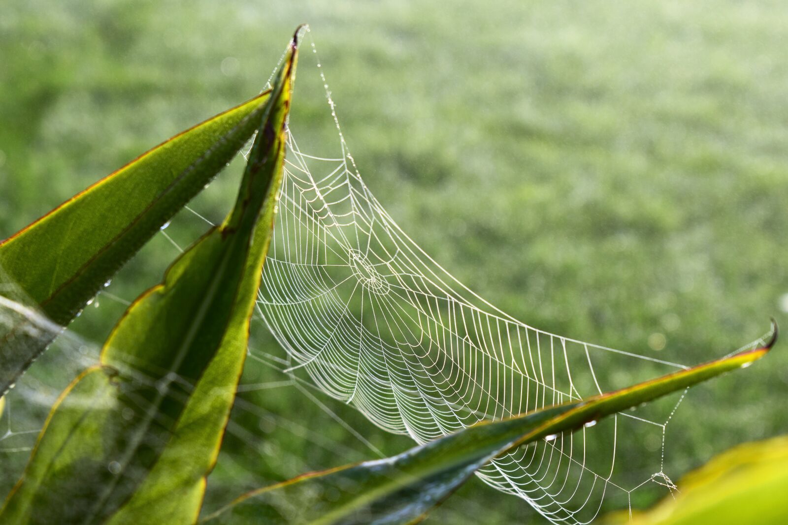 Nikon D5500 sample photo. Cobweb, meadow, green photography