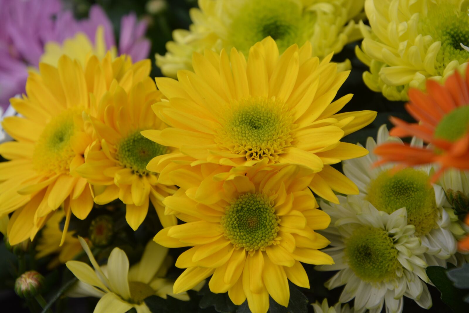 Nikon D5200 sample photo. Flowers, flower, chrysanthemums yellow photography